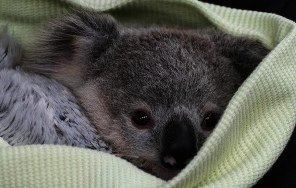 Aussie Wildlife Recovery & Emergency Preparedness