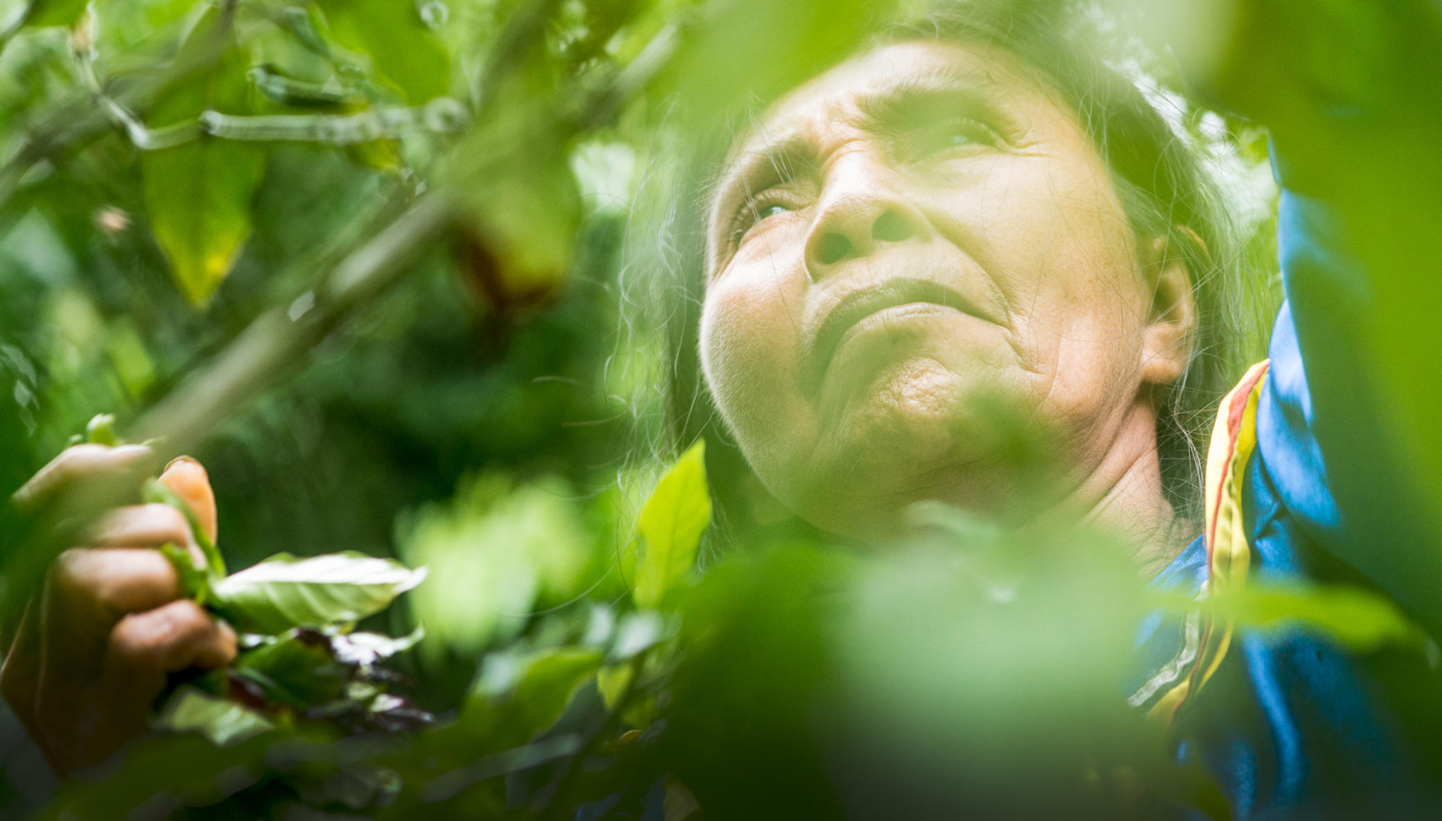 Ayni, Regenerative Food Forest in the Amazon