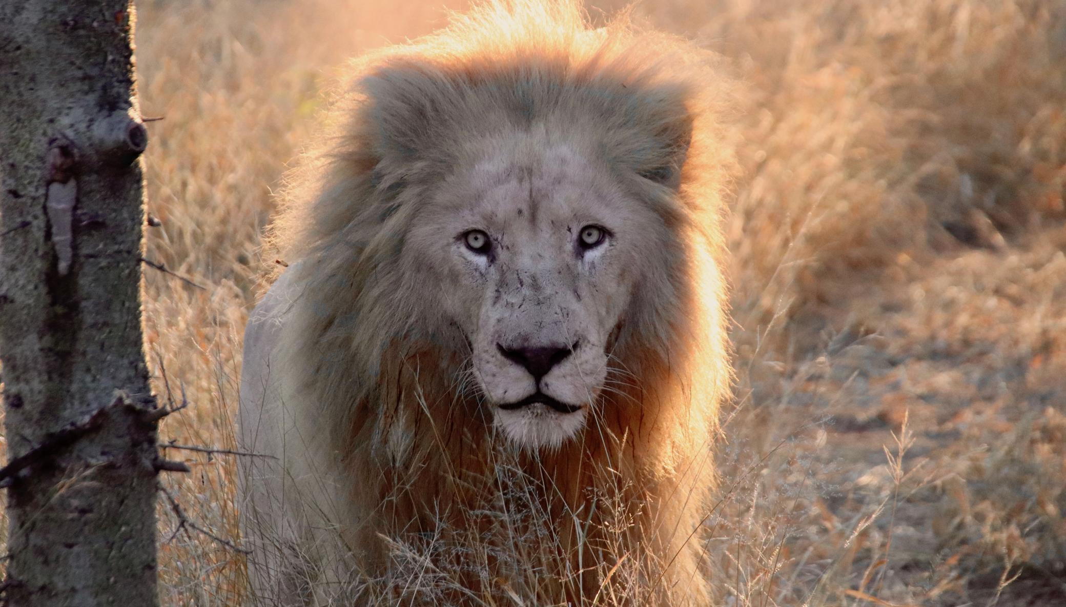 Big Cat Conservation: A Global Alliance