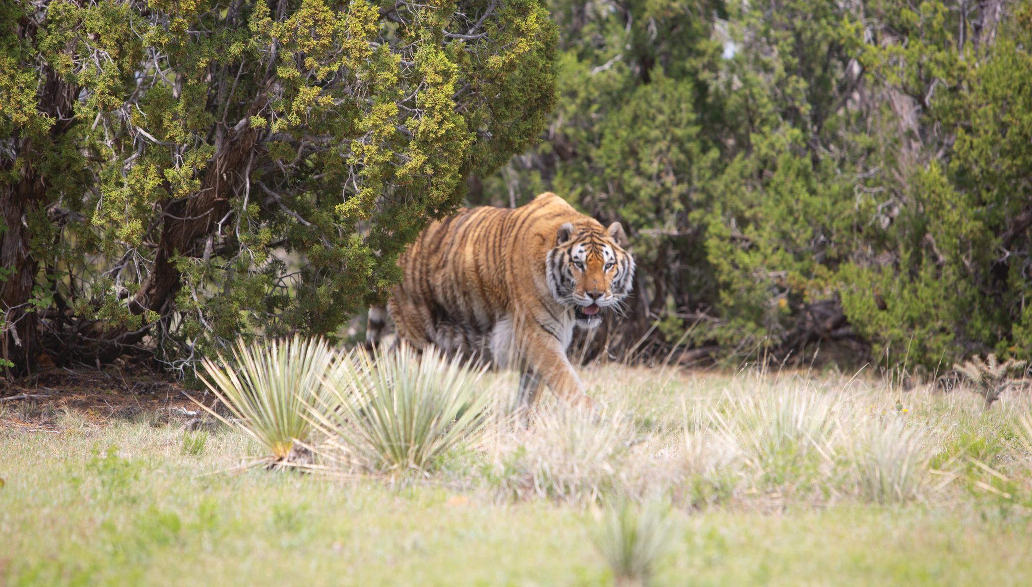 Build Habitats for Rescued Lions, Tigers, & Bears