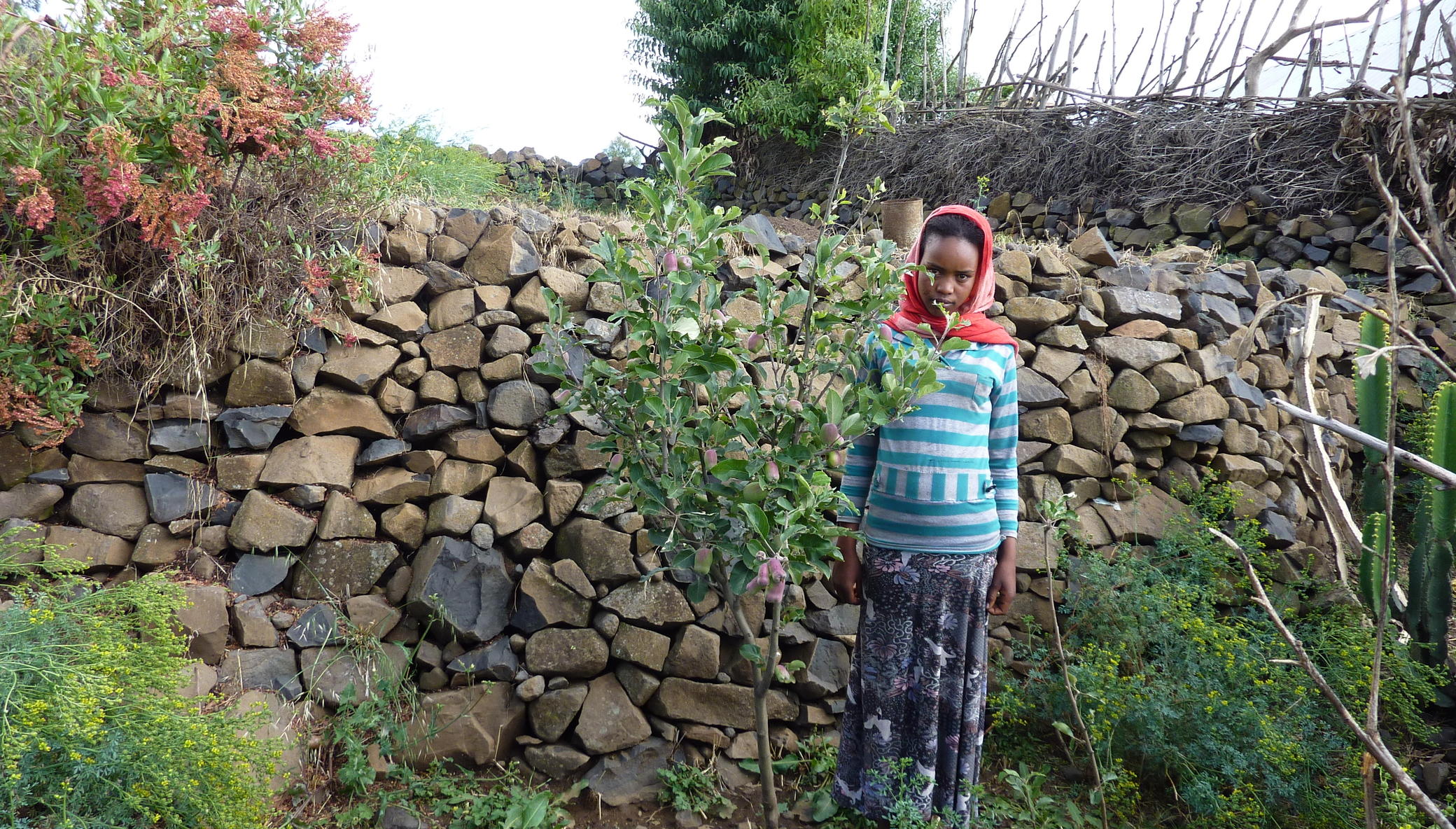 Build victory gardens for 500 Ethiopian households