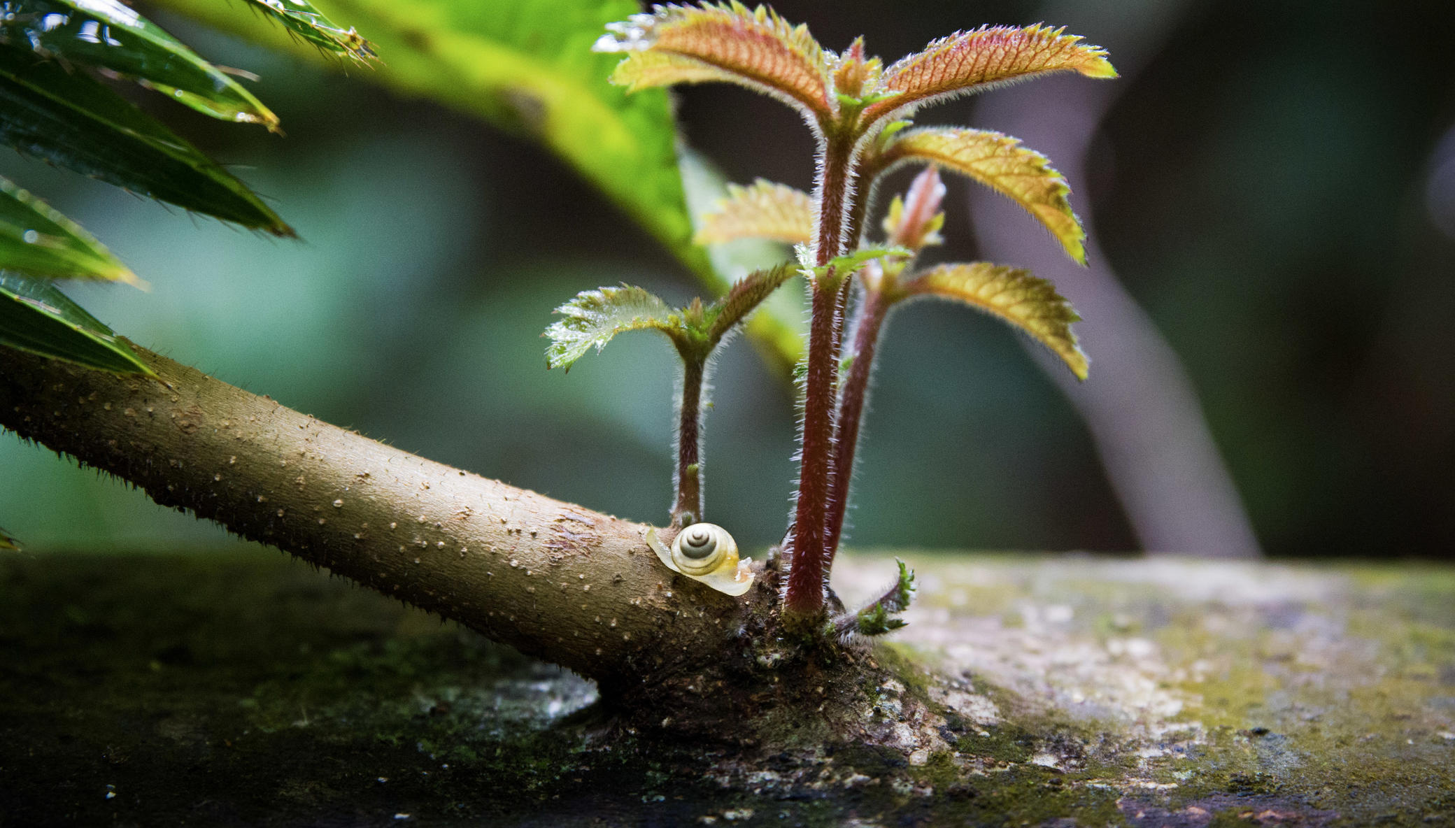 Buy Back and Protect Forever Endangered Rainforest
