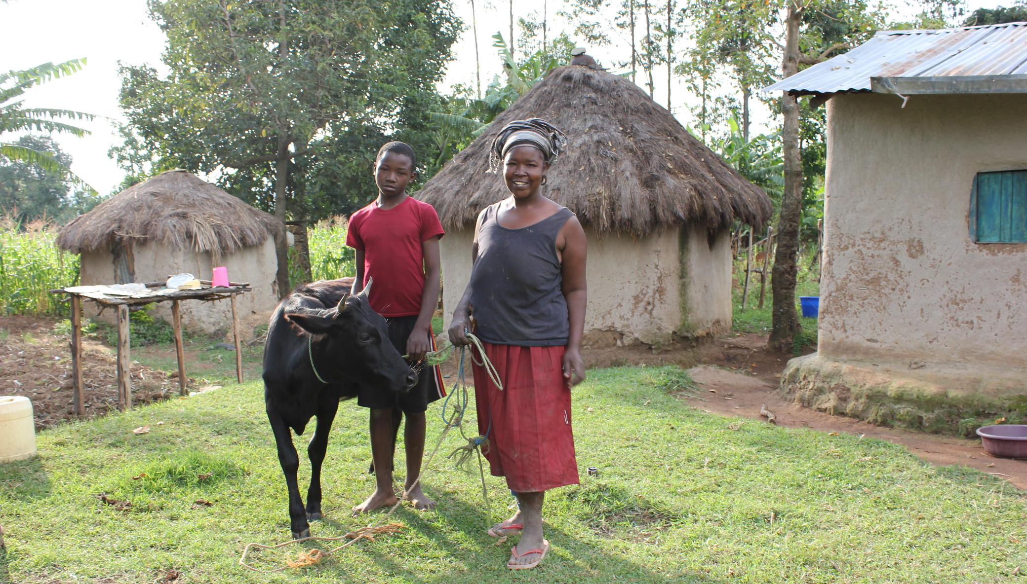 Buy a Cow to Educate a HS Student in Rural Kenya