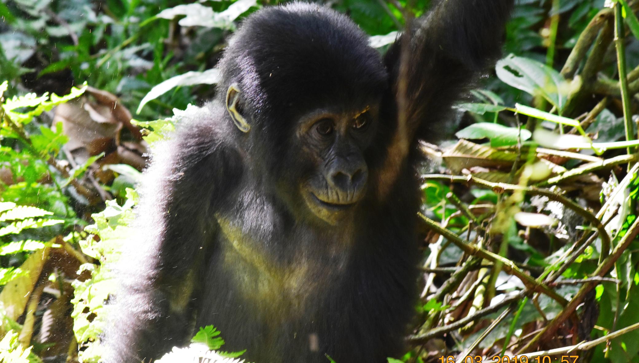 COVID-19 related poaching surge threatens Gorillas