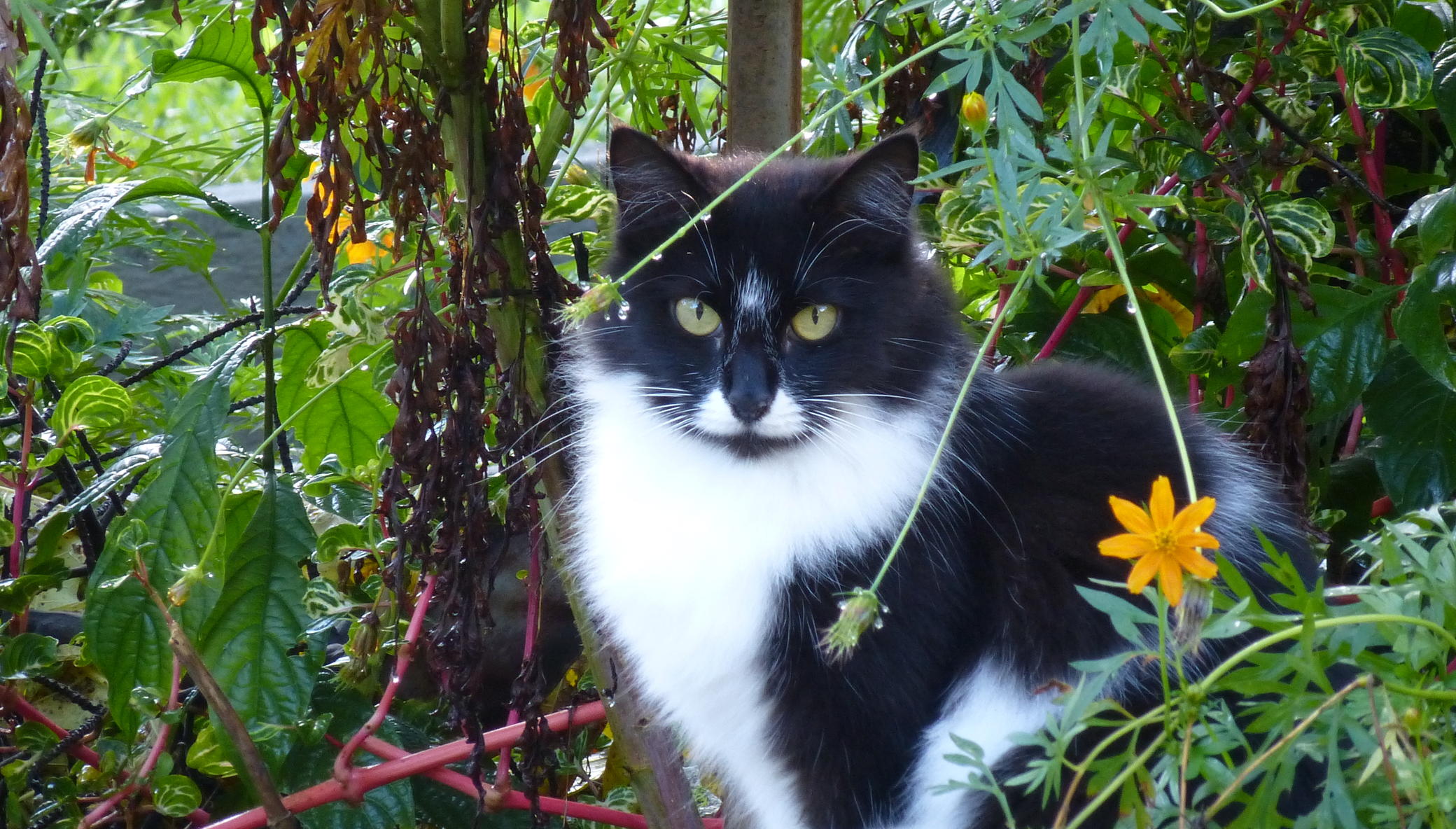 Caring for Cats: Neutering, Food and Shelter