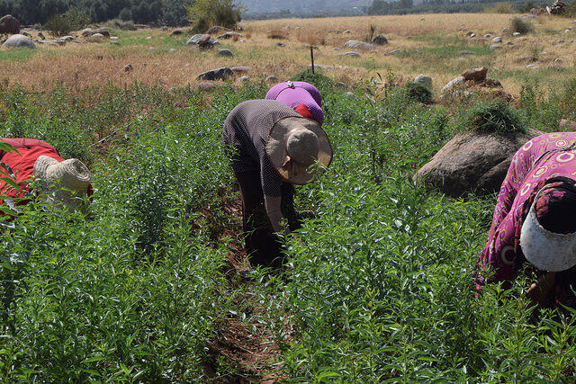 Community Fruit Tree and Medicinal Herb Nurseries