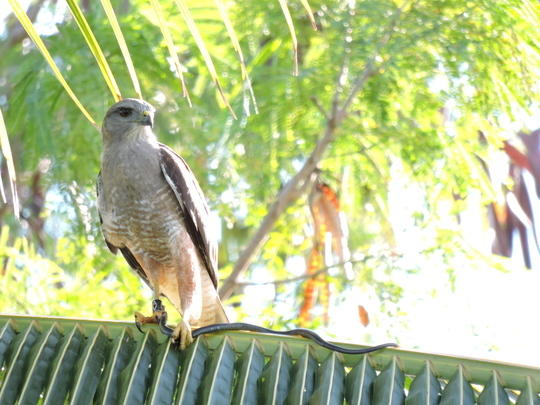 Conserving the Ridgway's Hawk in Punta Cana, DR