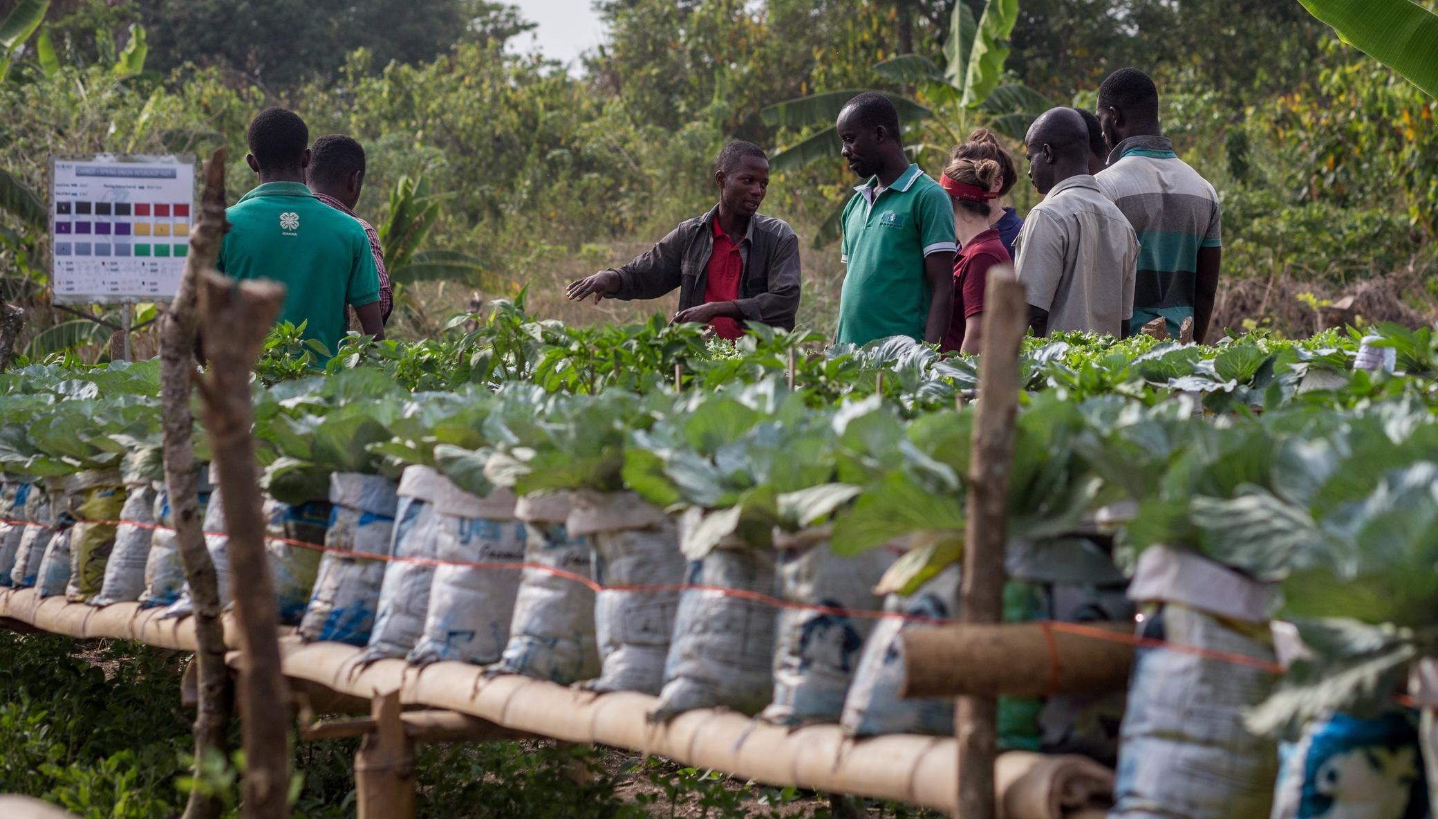 Develop Young Agribusiness Entrepreneurs in Ghana
