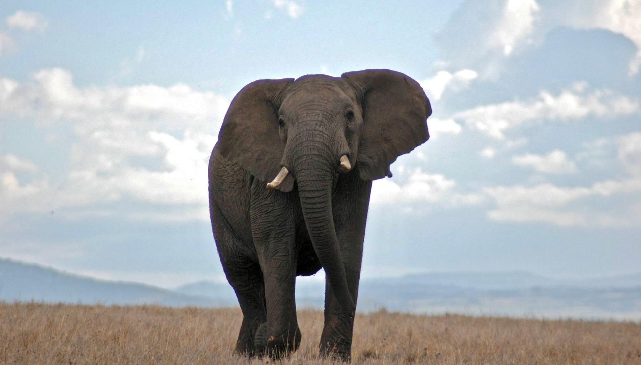 Educate the future conservationists of Kenya!