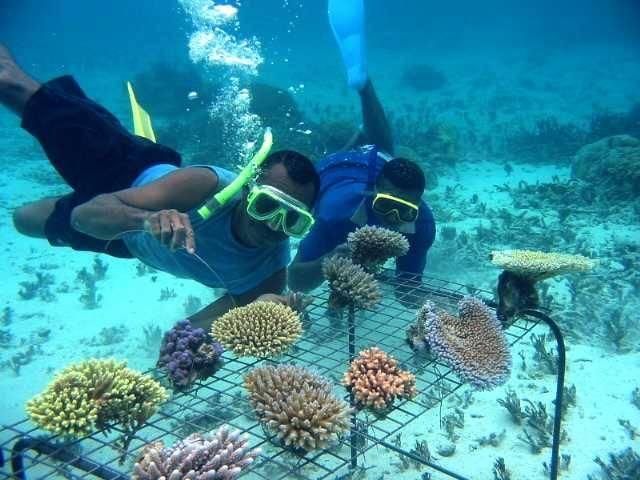 Emergency Response to Mass Coral Bleaching