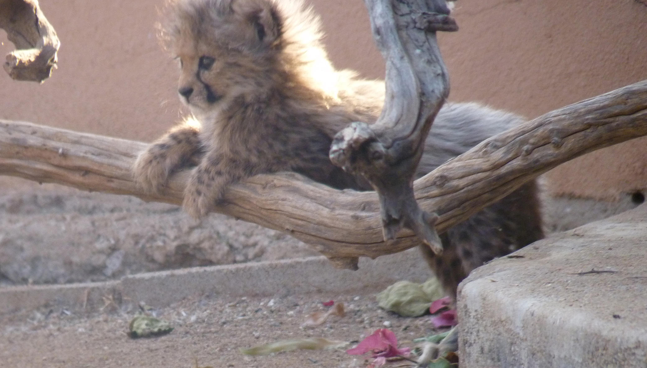 Feed Orphan Cheetahs in Namibia