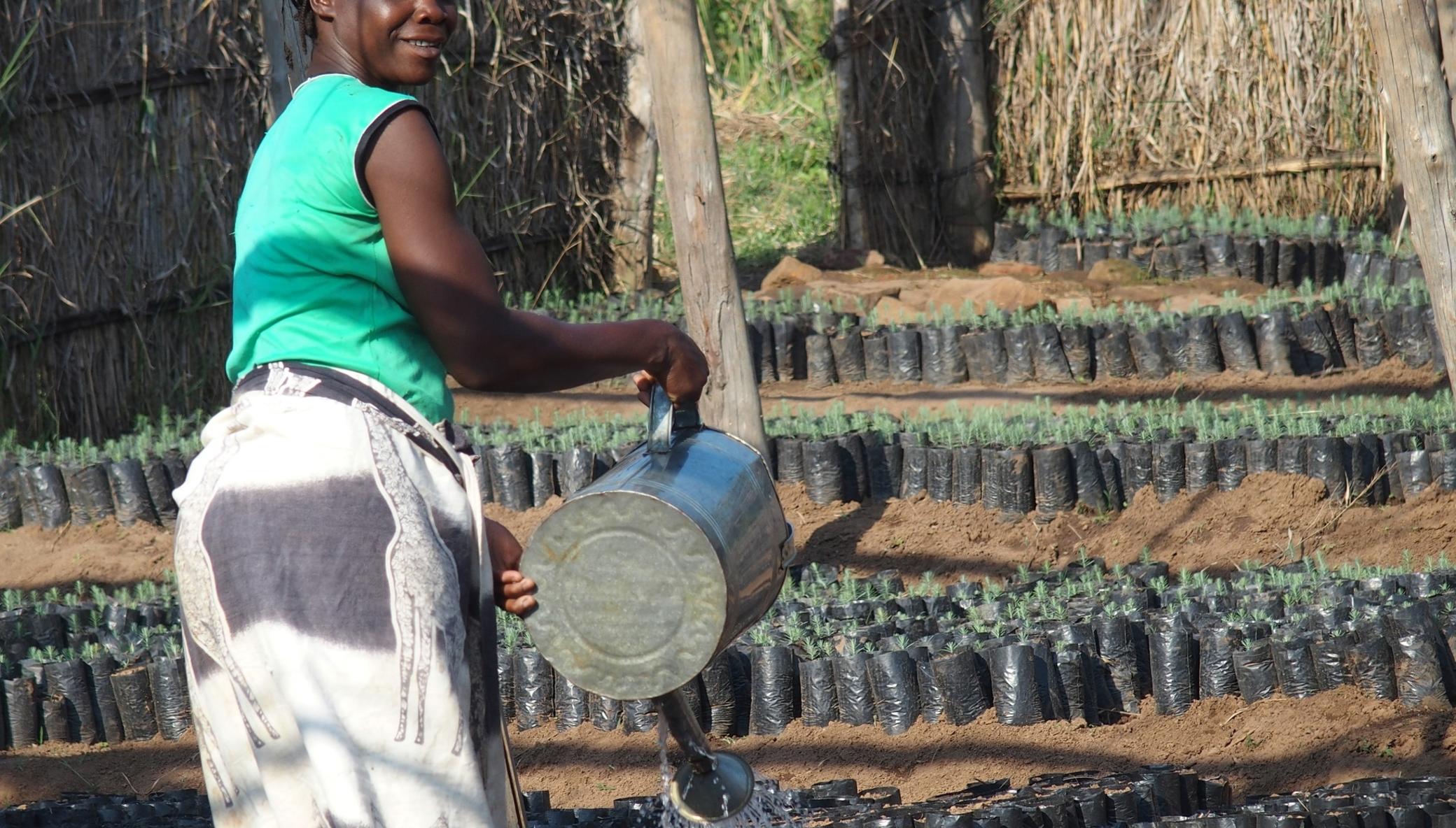 Forest restoration for biodiversity in Malawi