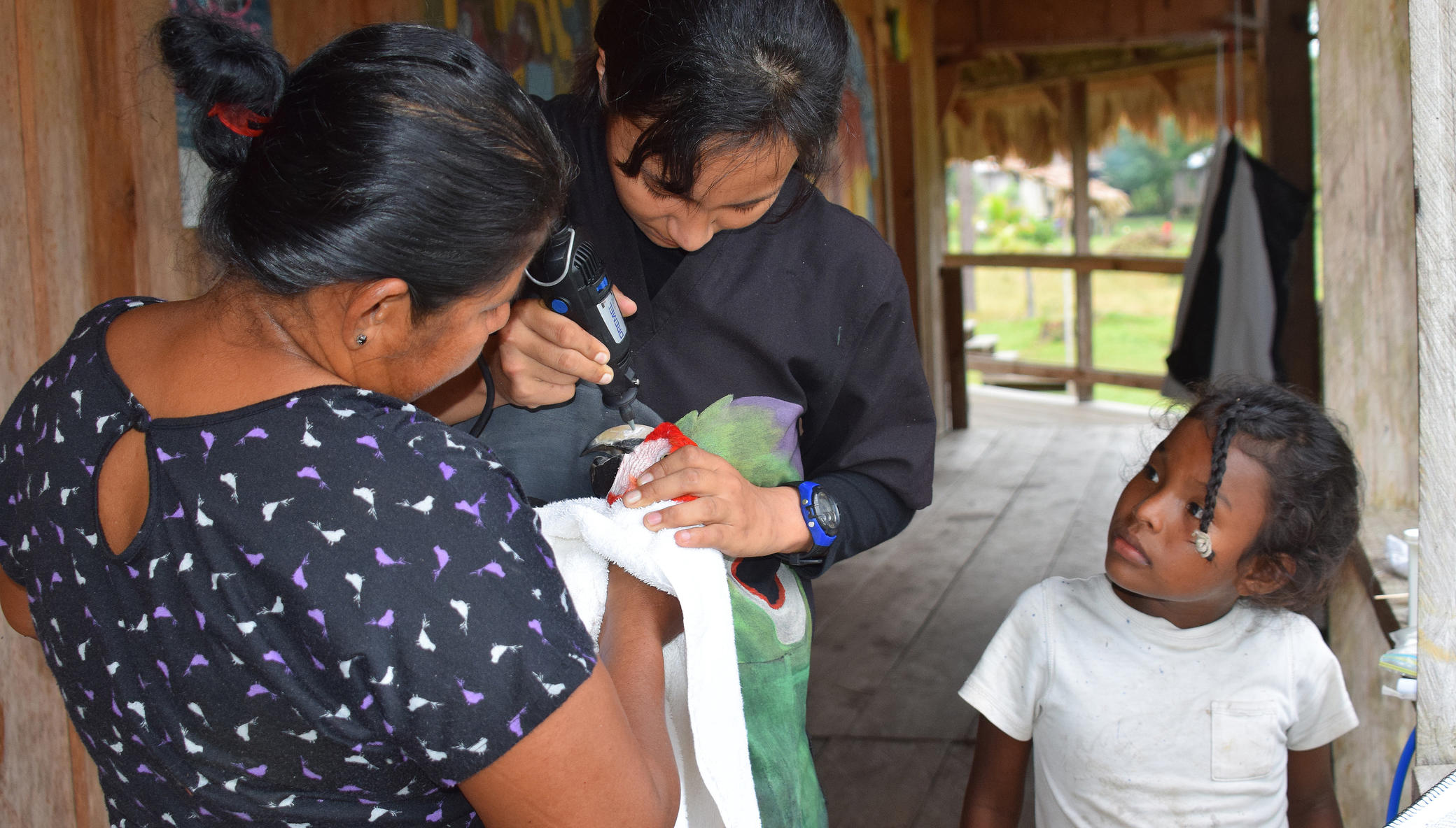 Fund 16 Honduran Women Saving Endangered Parrots