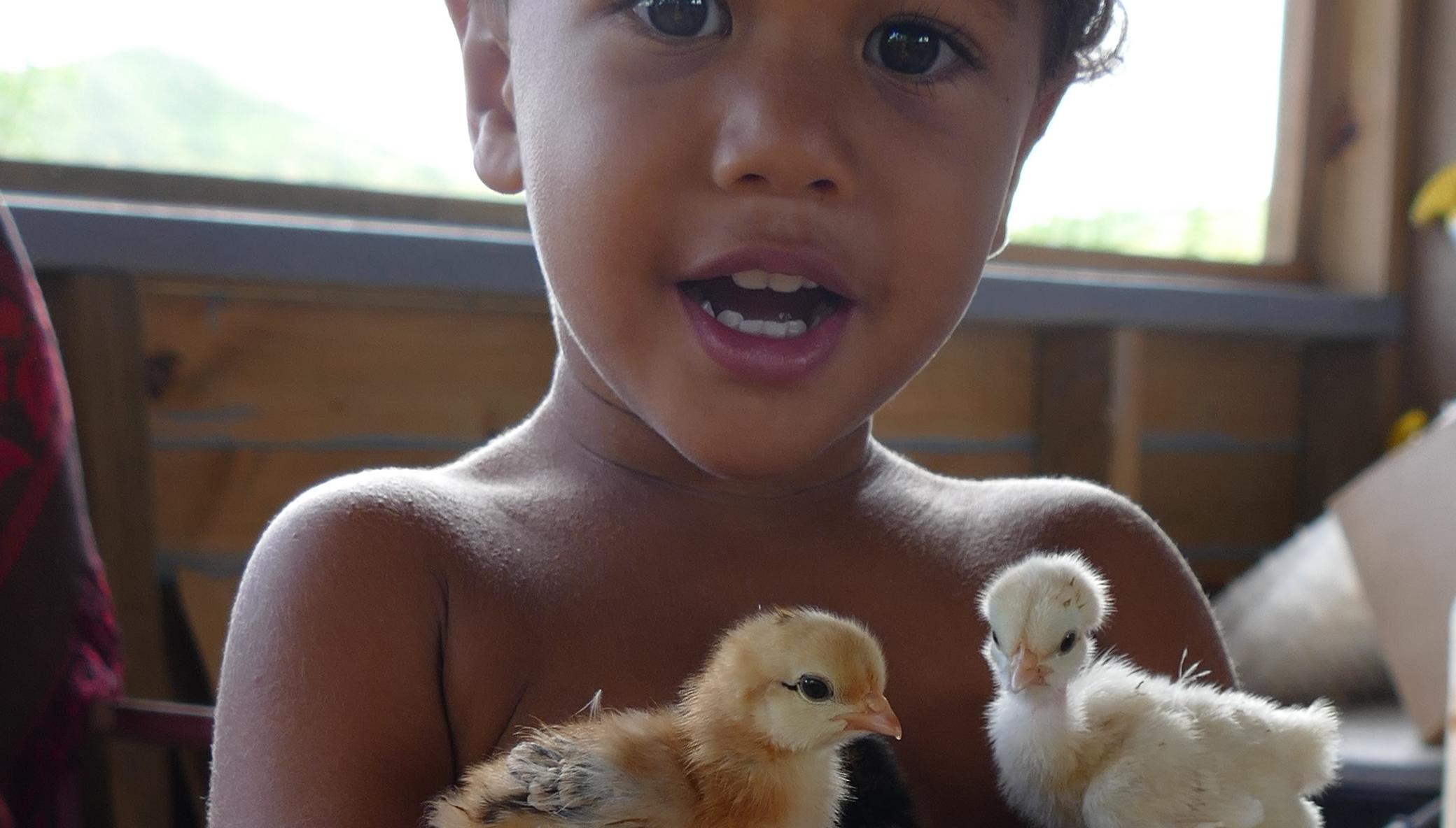 Happy Chickens for Fiji Food & Climate Emergency!