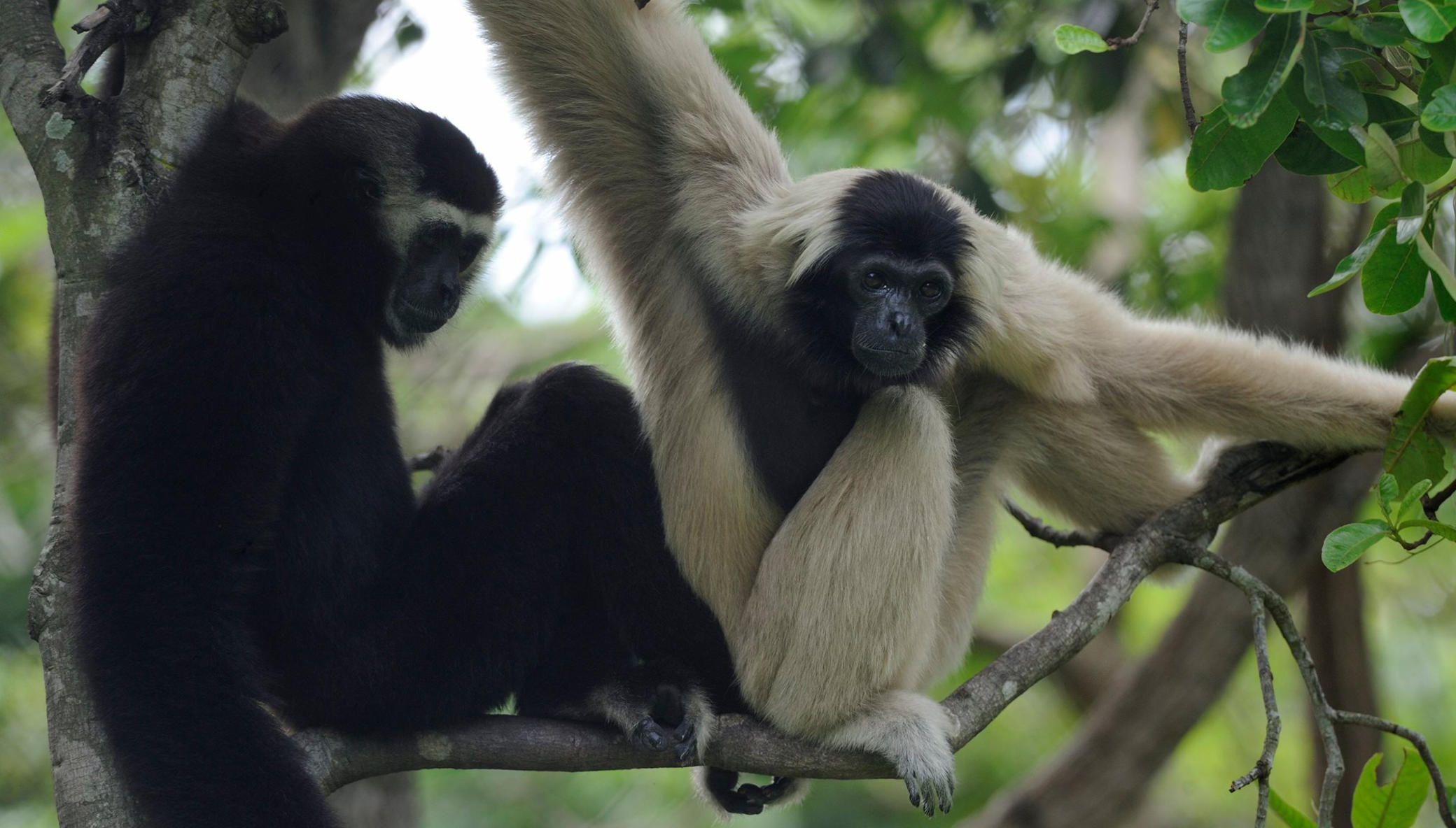 Help Bring Wildlife Back to Angkor Forest