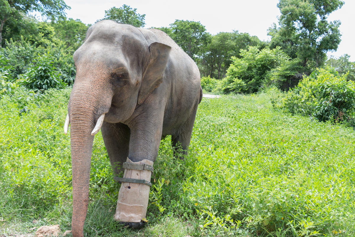Help Care for Rescued Animals in Cambodia