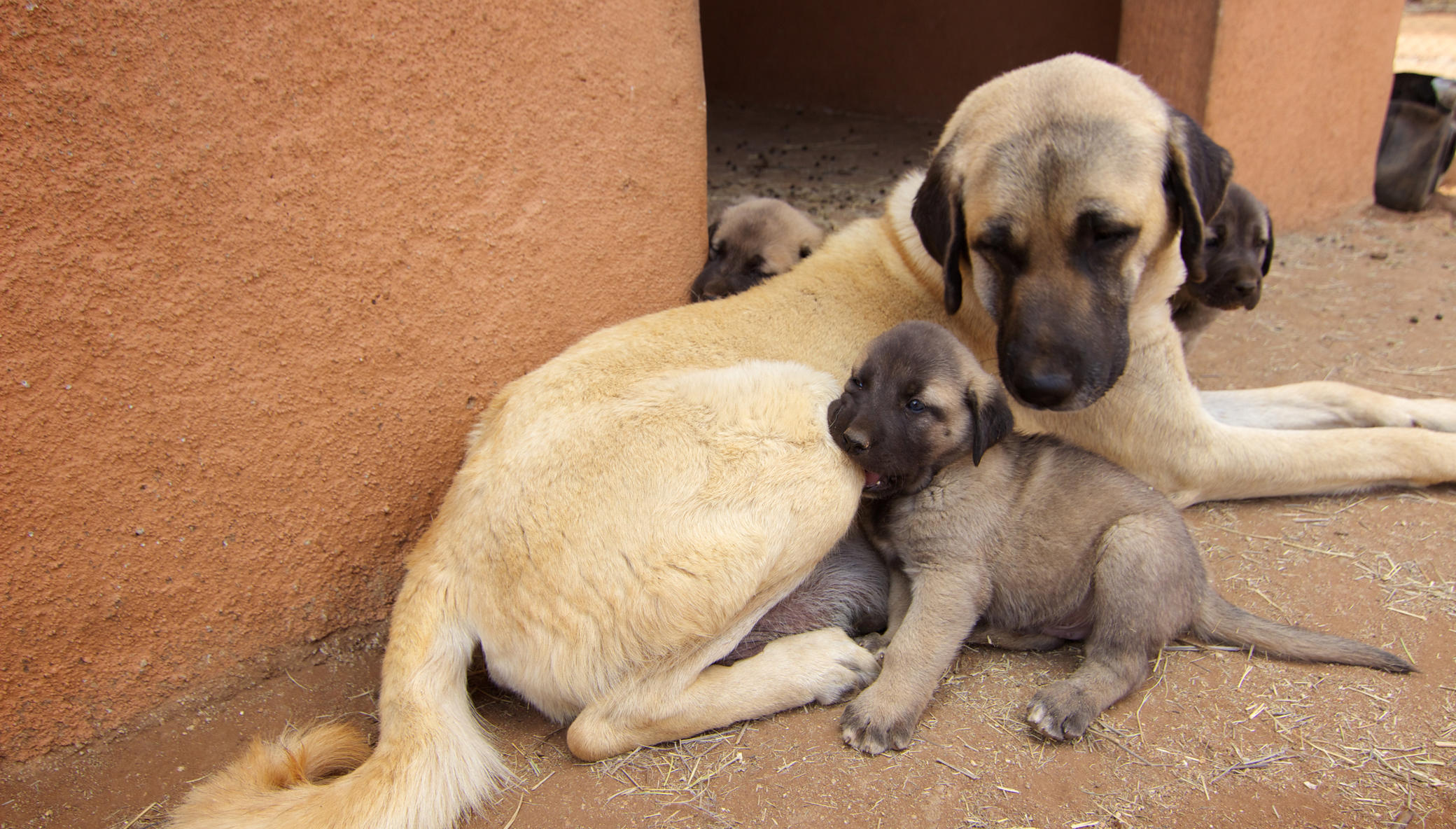 Help Dogs Save Cats