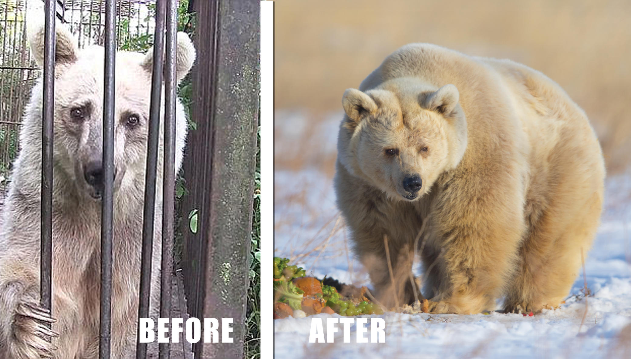 Help Over 600 Rescued Lions, Tigers, & Bears