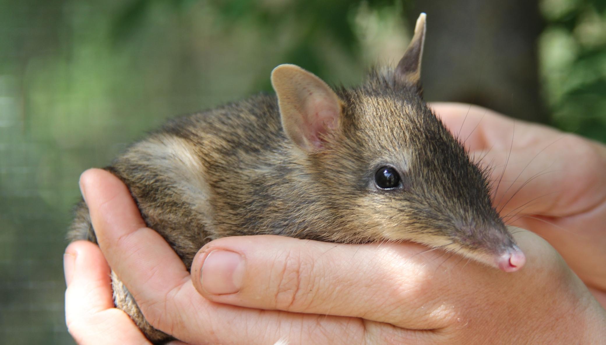 Help Protect Endangered Bandicoots