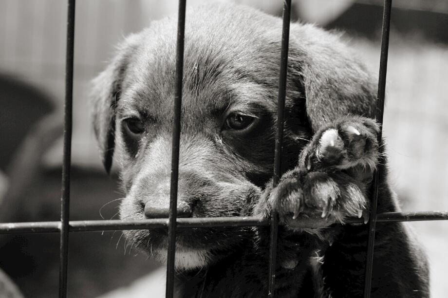 Help Put an End to Puppy Mills in Canada