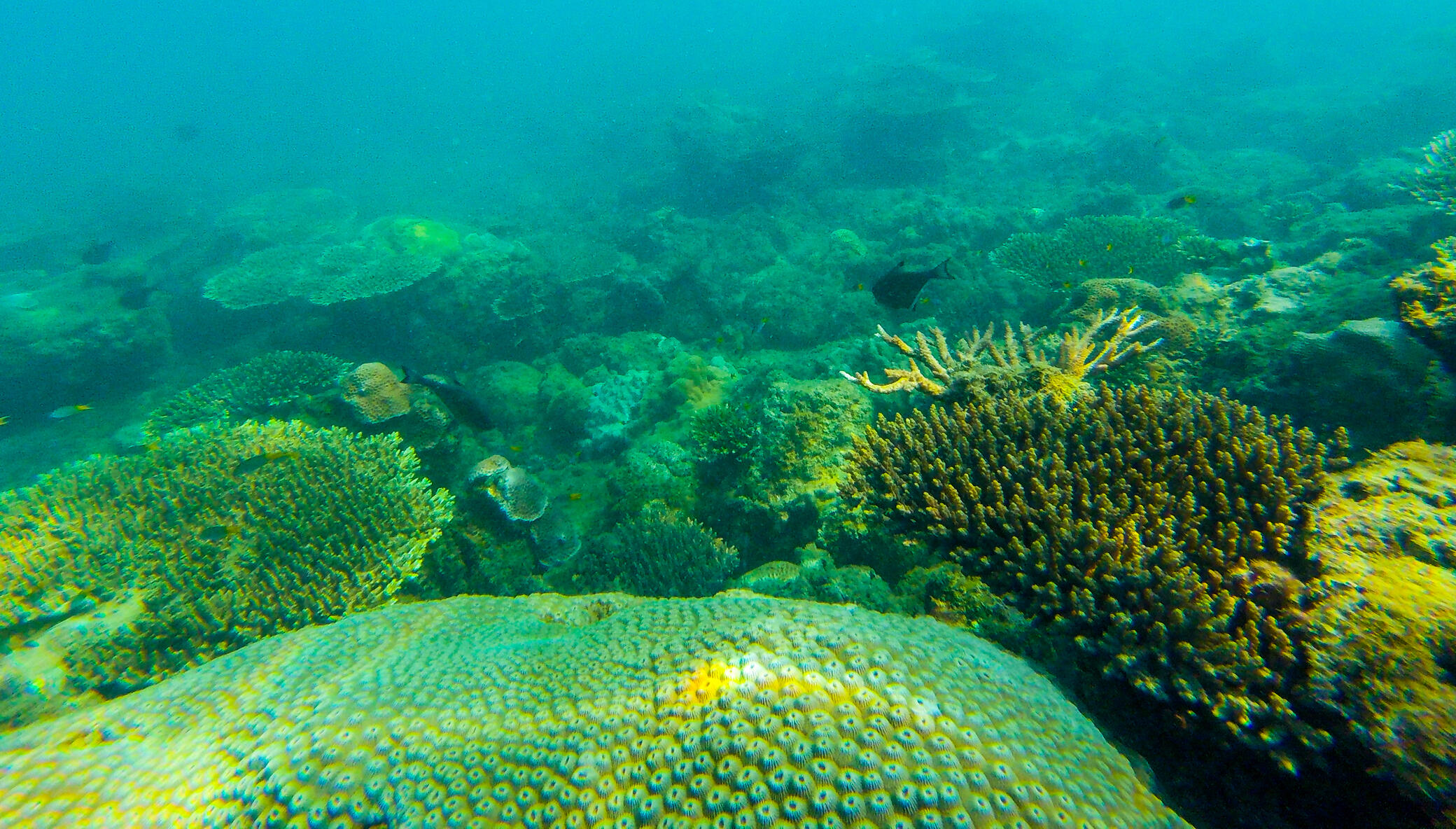 Help Rebuild the Gulf of Mexico Barrier Reef