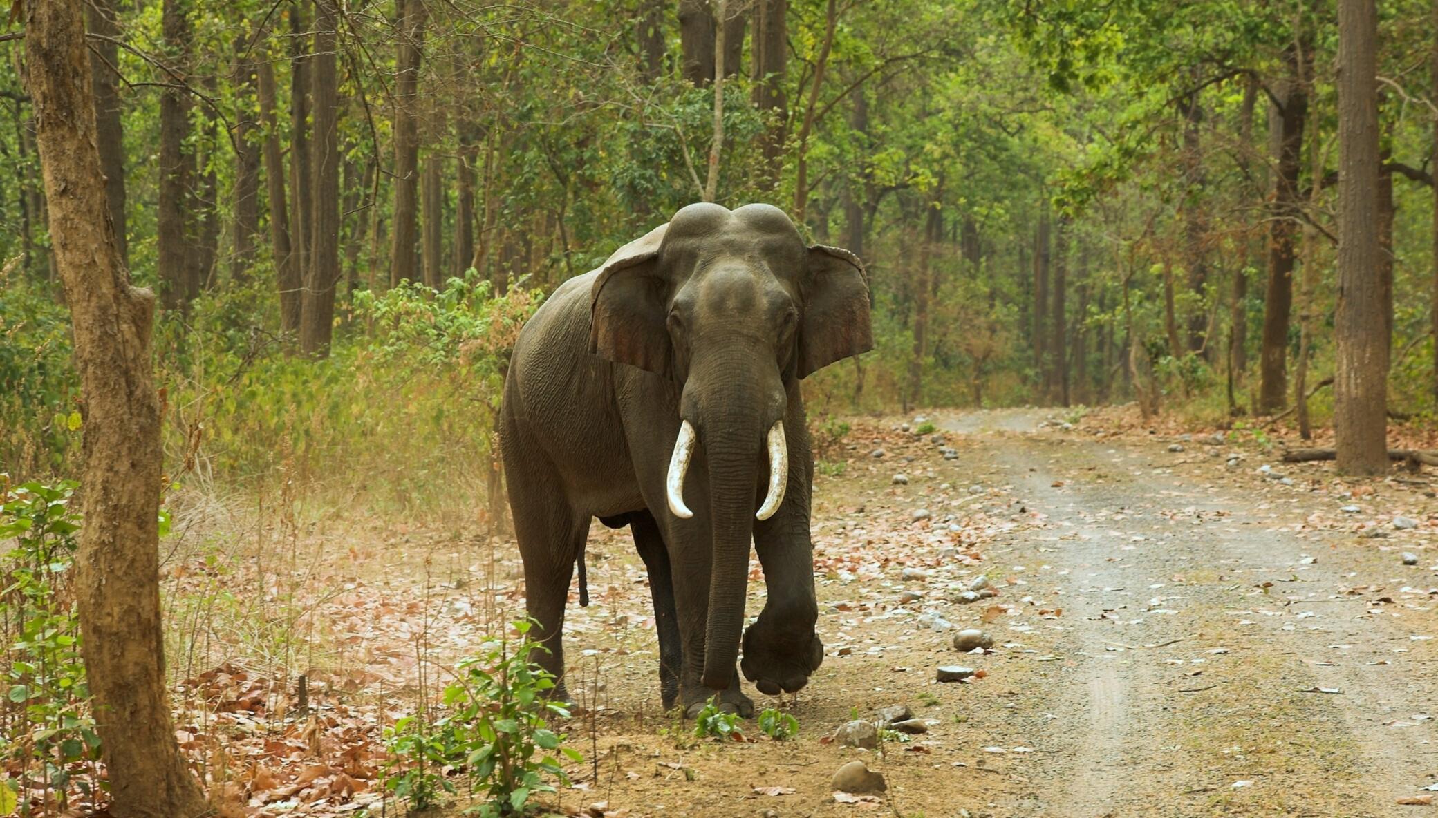 Help Save Elephants in India