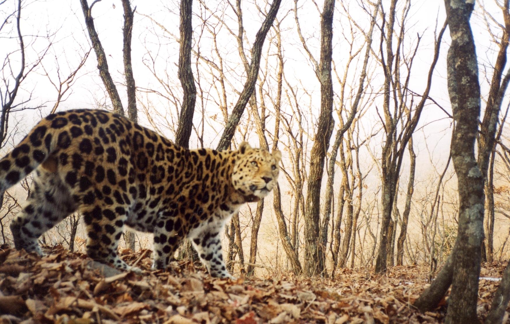 Help Save rarest 100 Amur Leopards from Extinction