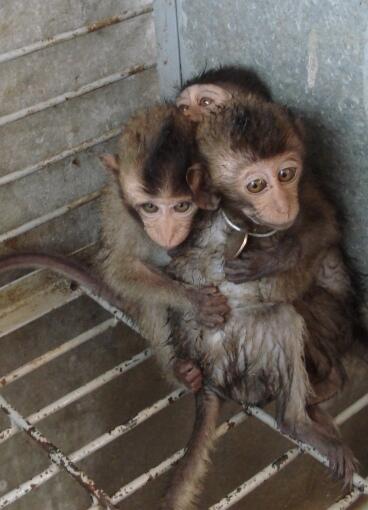 Help Stop Illegal Wildlife Trafficking