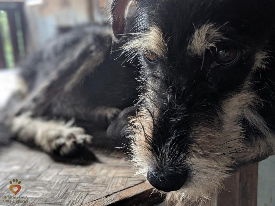 Help Street Dogs in Dharamsala and Save Lives