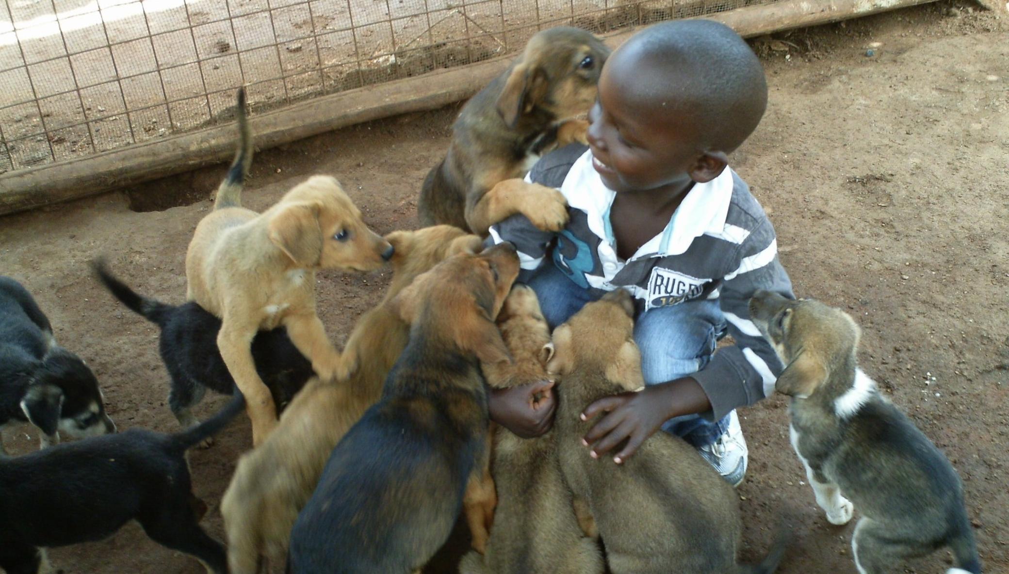 Help Us Transform Uganda SPCA Haven Animal Shelter