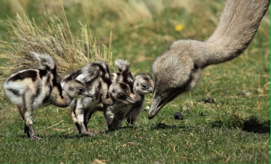Help recover Rheas population in Chilean Patagonia