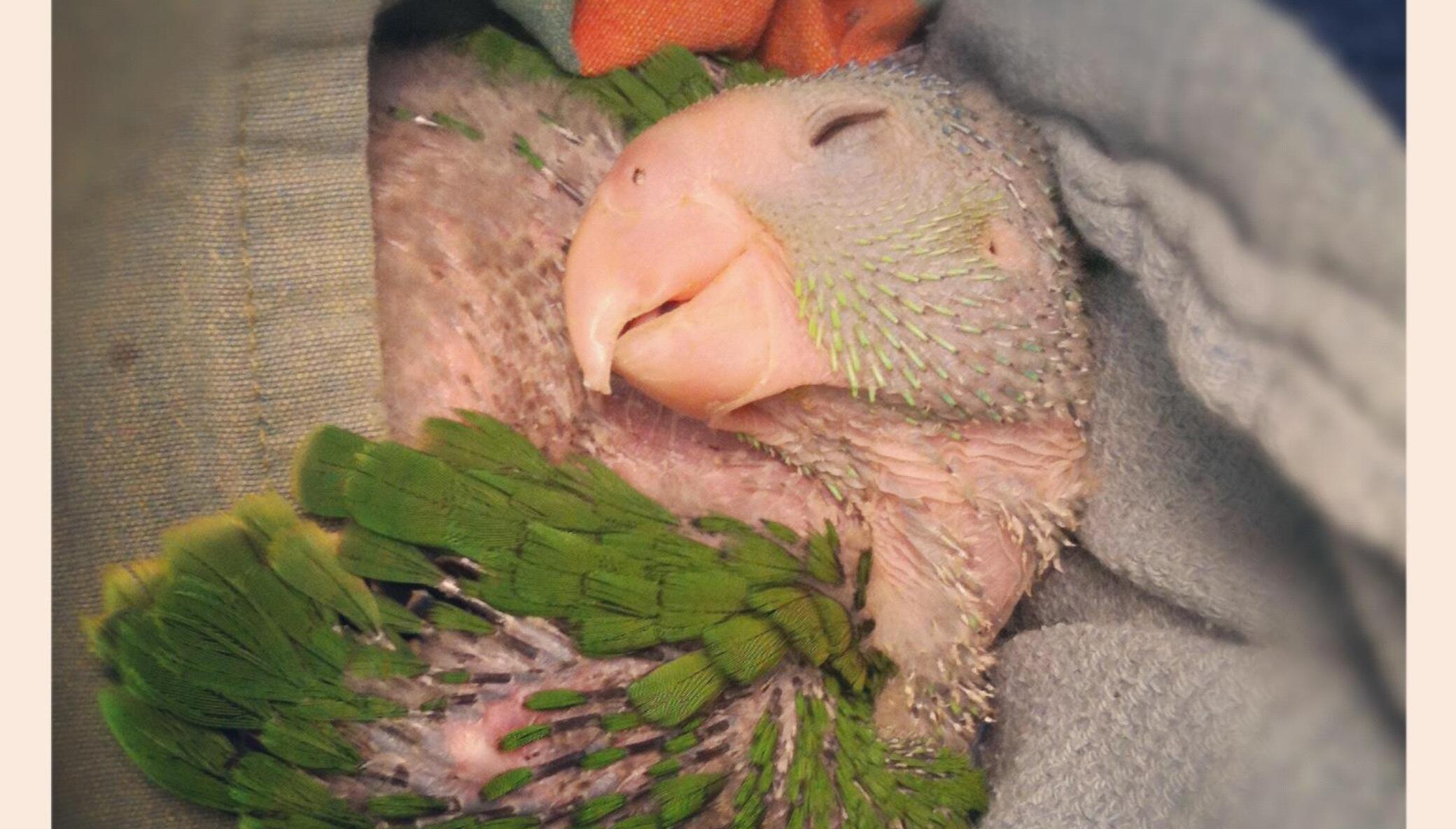 Help save injured and orphaned wild parrots