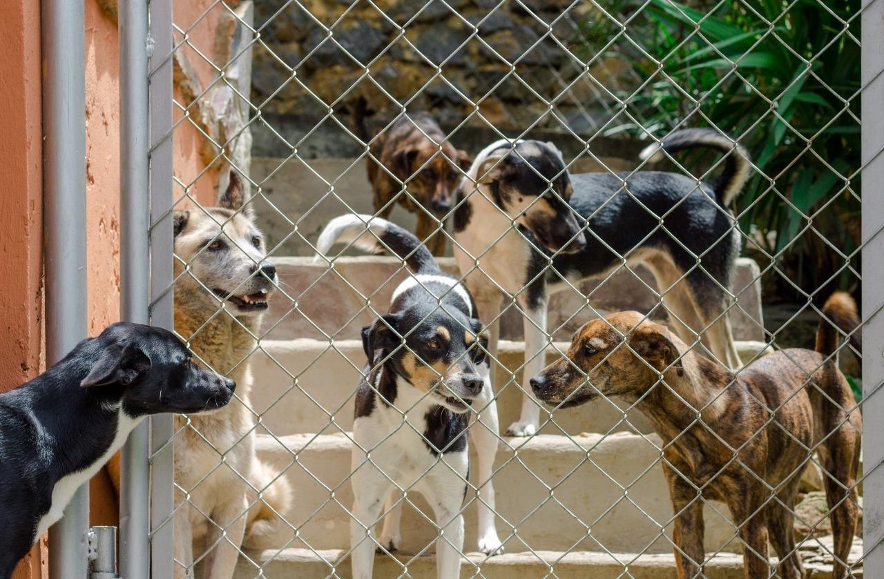 Improve the life of 270 rescued dogs in Venezuela