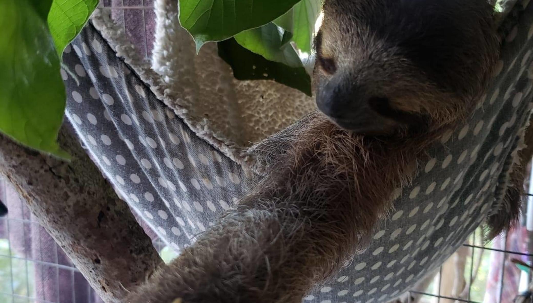 KSTR Wildlife Clinic & Rescue Center