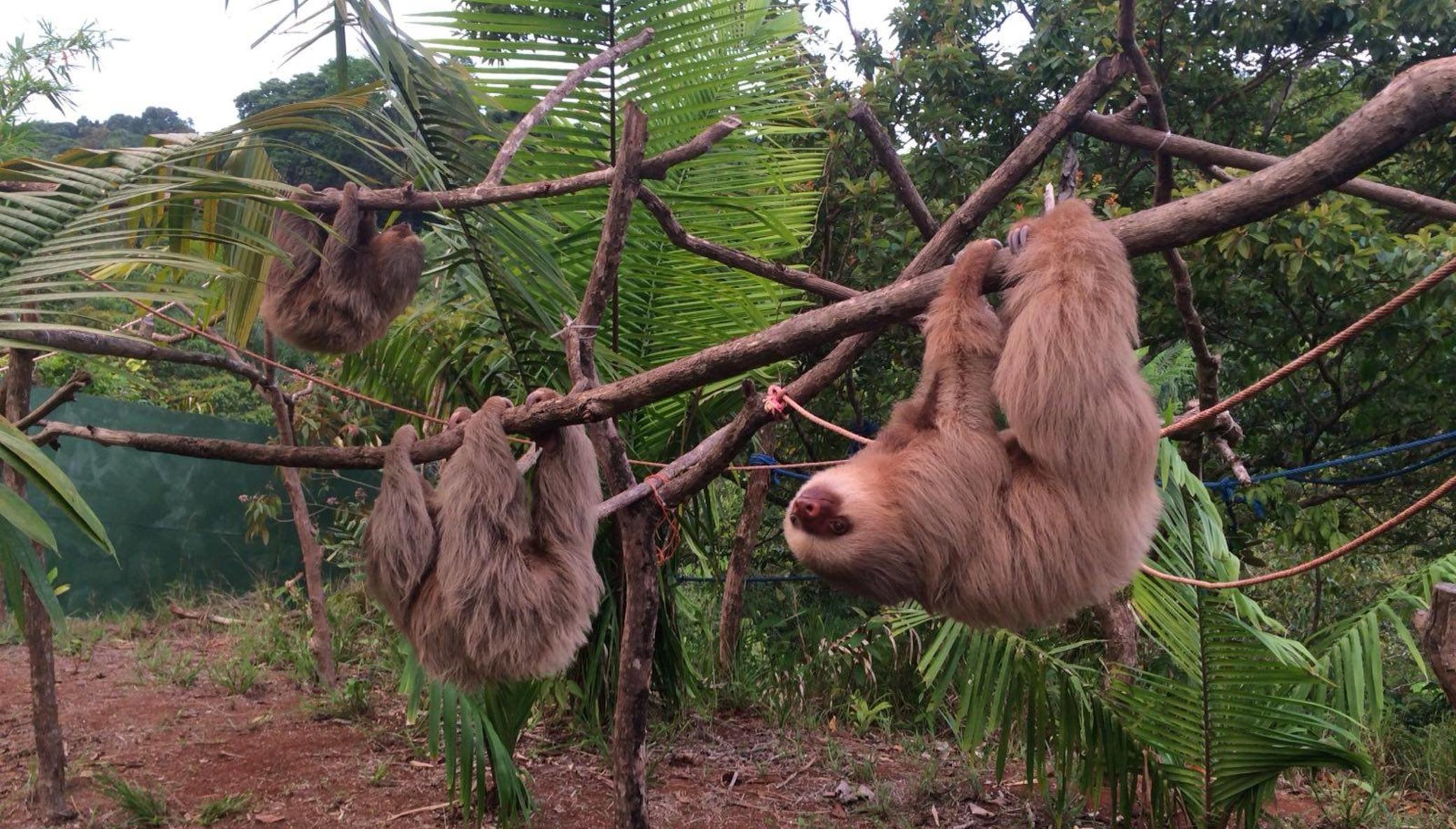 KSTR Wildlife Bridges & Reforestation