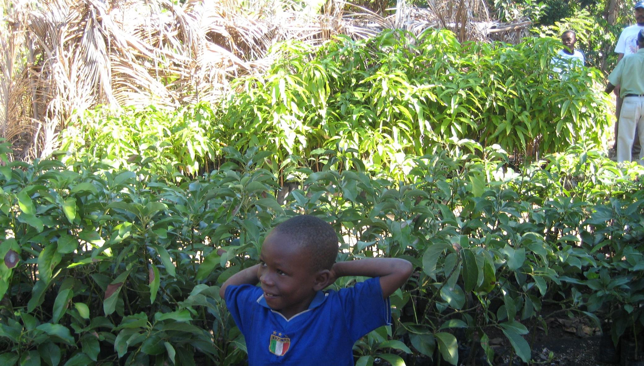 Let's Plant Trees in Haiti, Together!