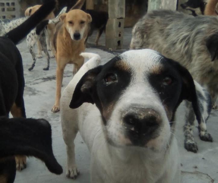 Make+200 senior rescue Venezuelan dogs feel athome