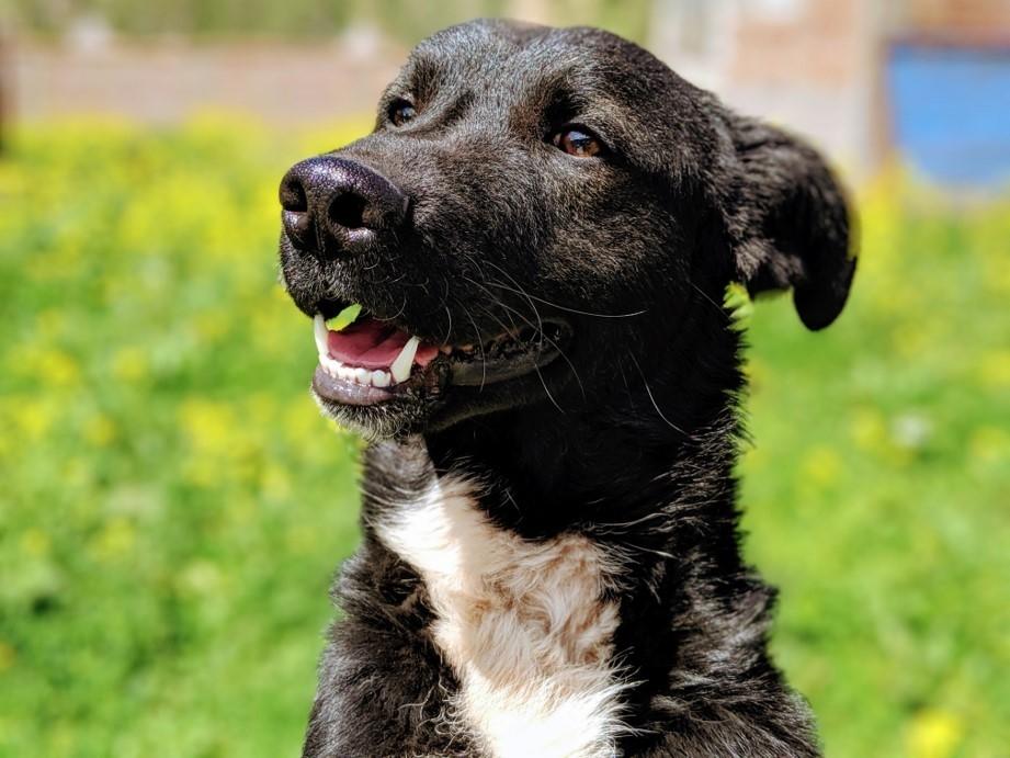 PAWS for Change: Help Street Dogs in Peru