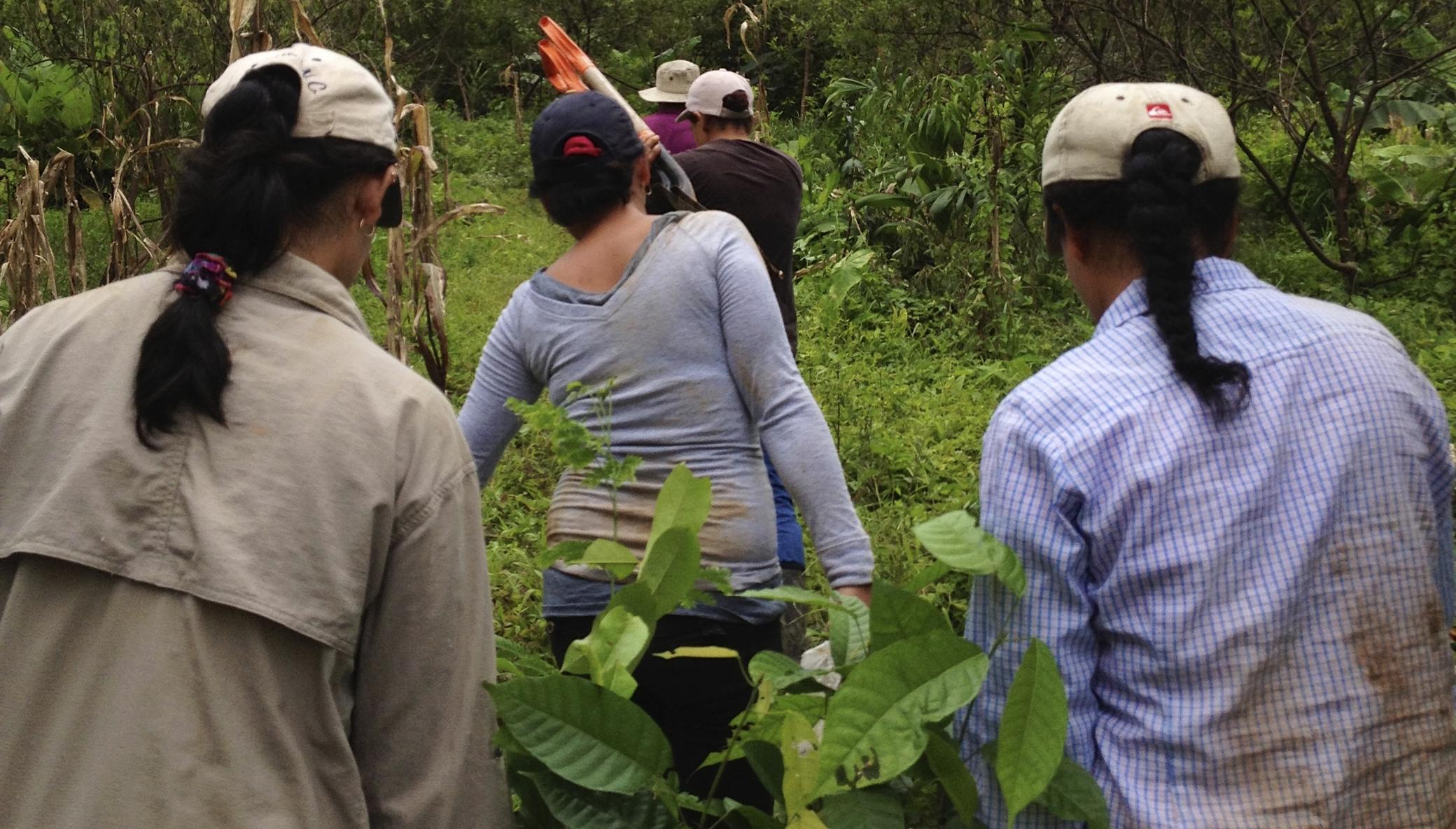 Plant 30,000 native trees Costa Rican owned farms