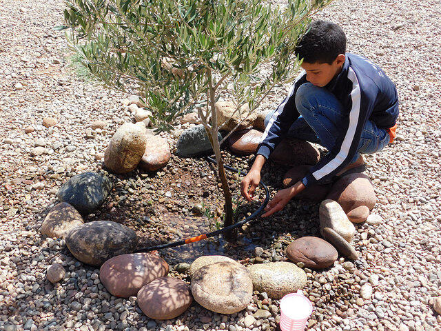 Plant Trees to Empower Farming Families in Morocco