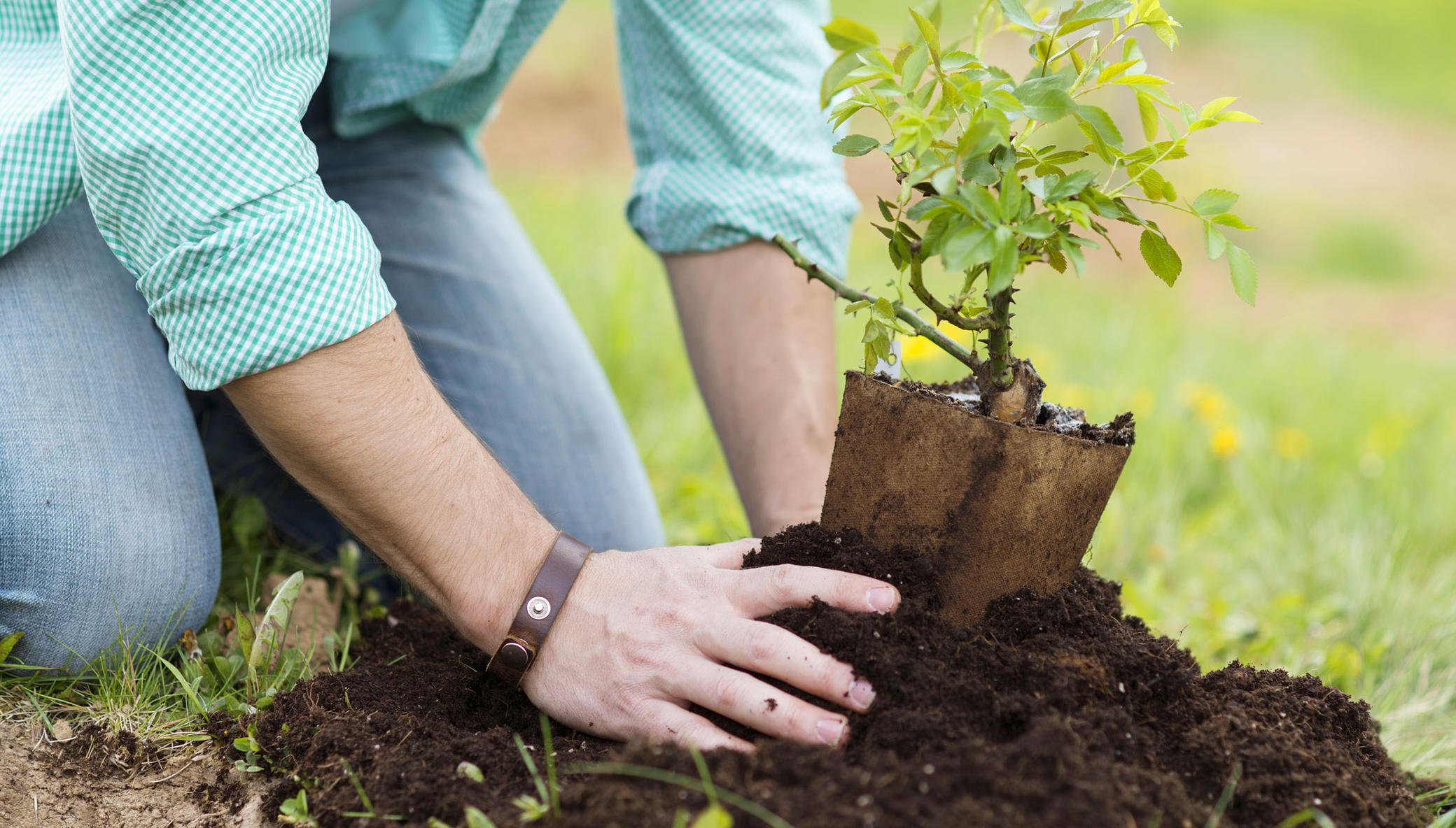 Plant a Tree in Karachi - Help Climate Change