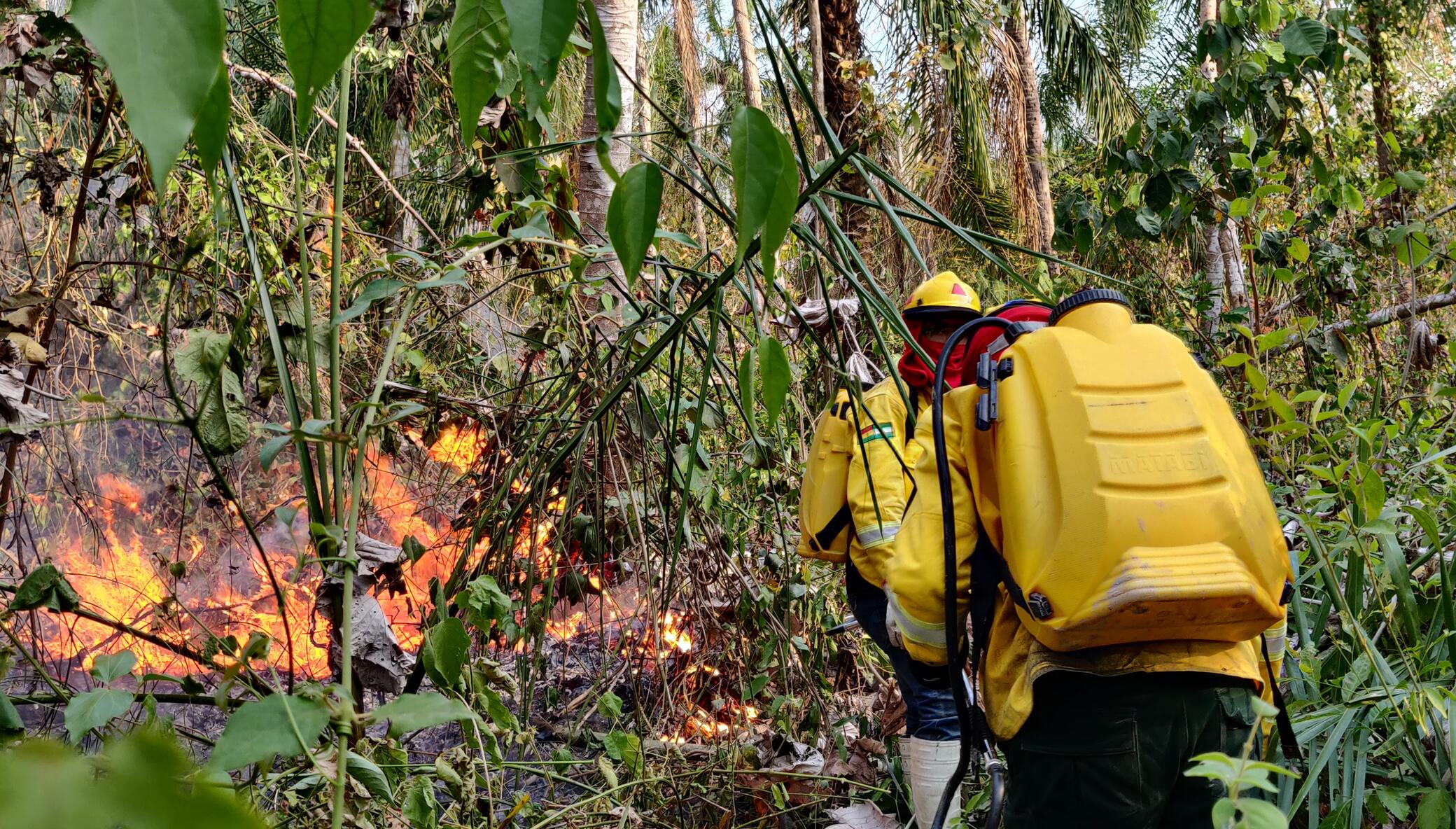 Protect Ambue Ari Wildlife Sanctuary from Fire