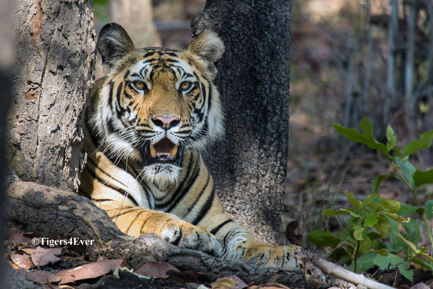 Protect Bandhavgarh's Tigers From Poachers