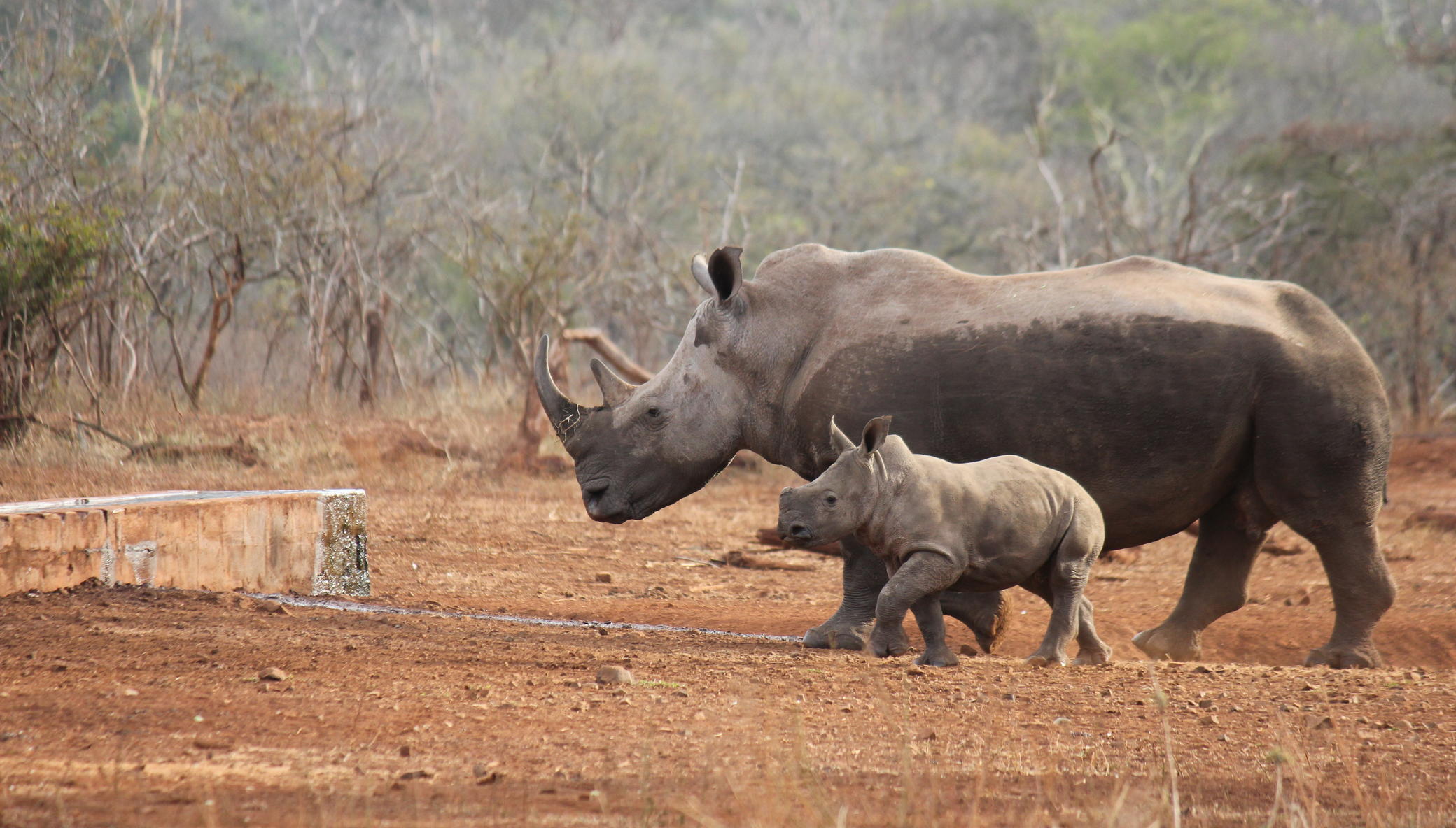 Protect and Save the life of White Rhinos