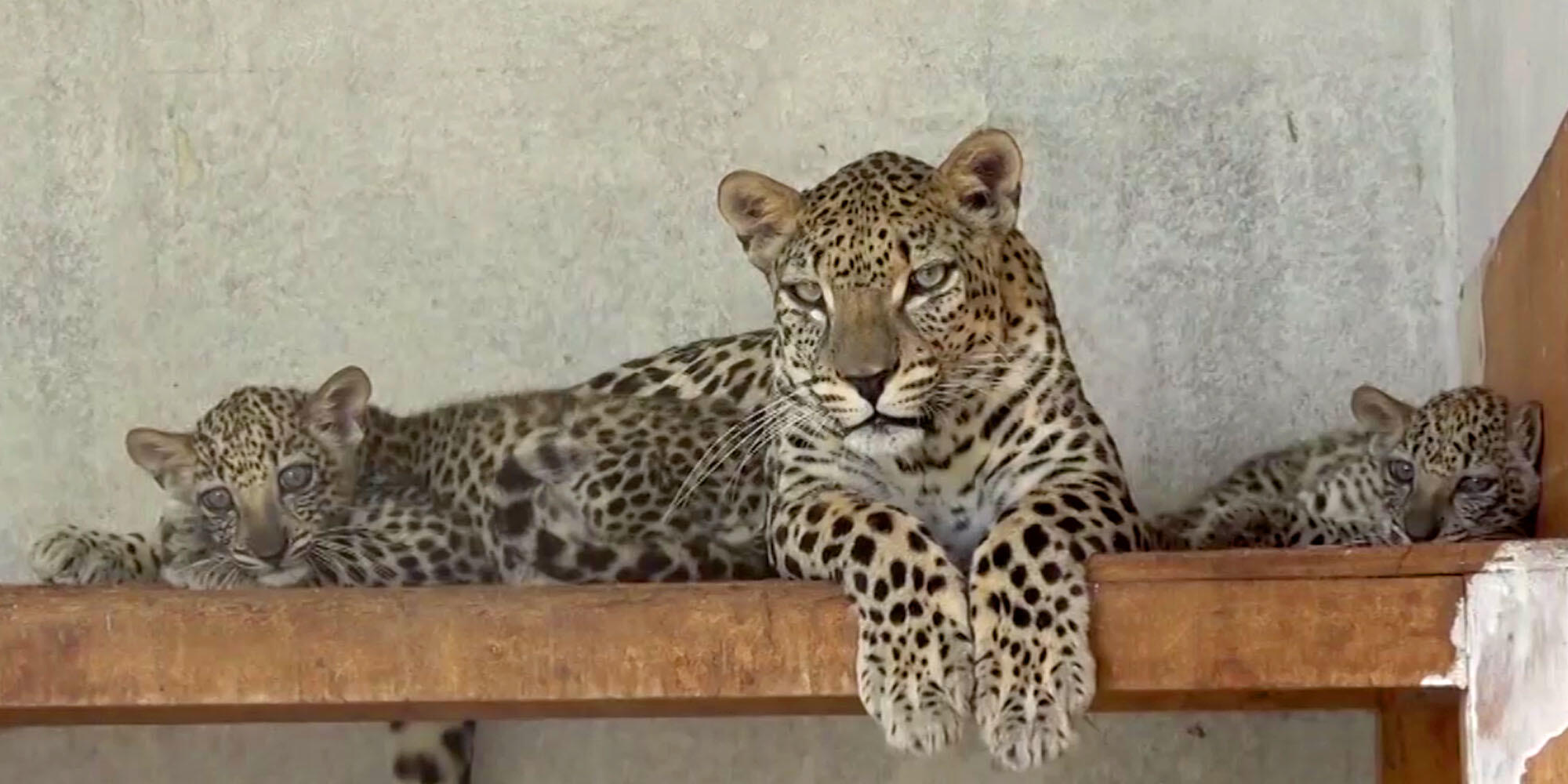 Protecting Arab Leopard in Endangered Yemen