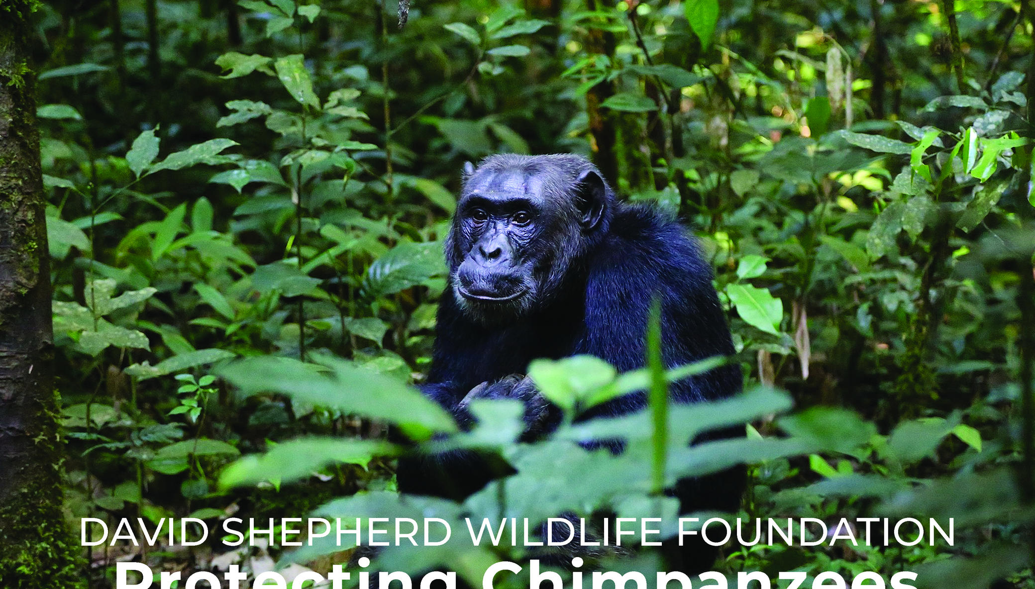 Protecting Chimpanzees