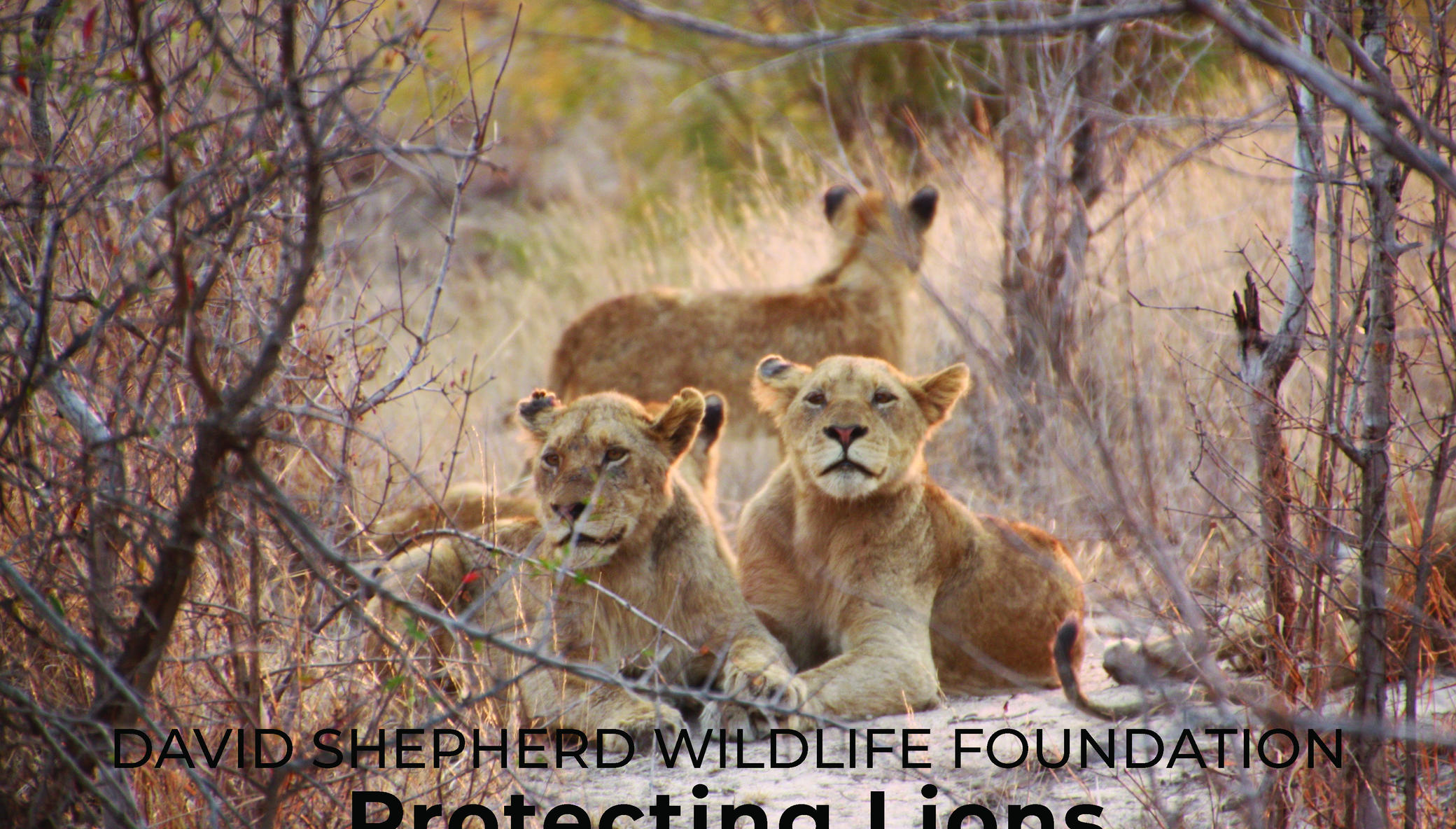 Protecting Lions