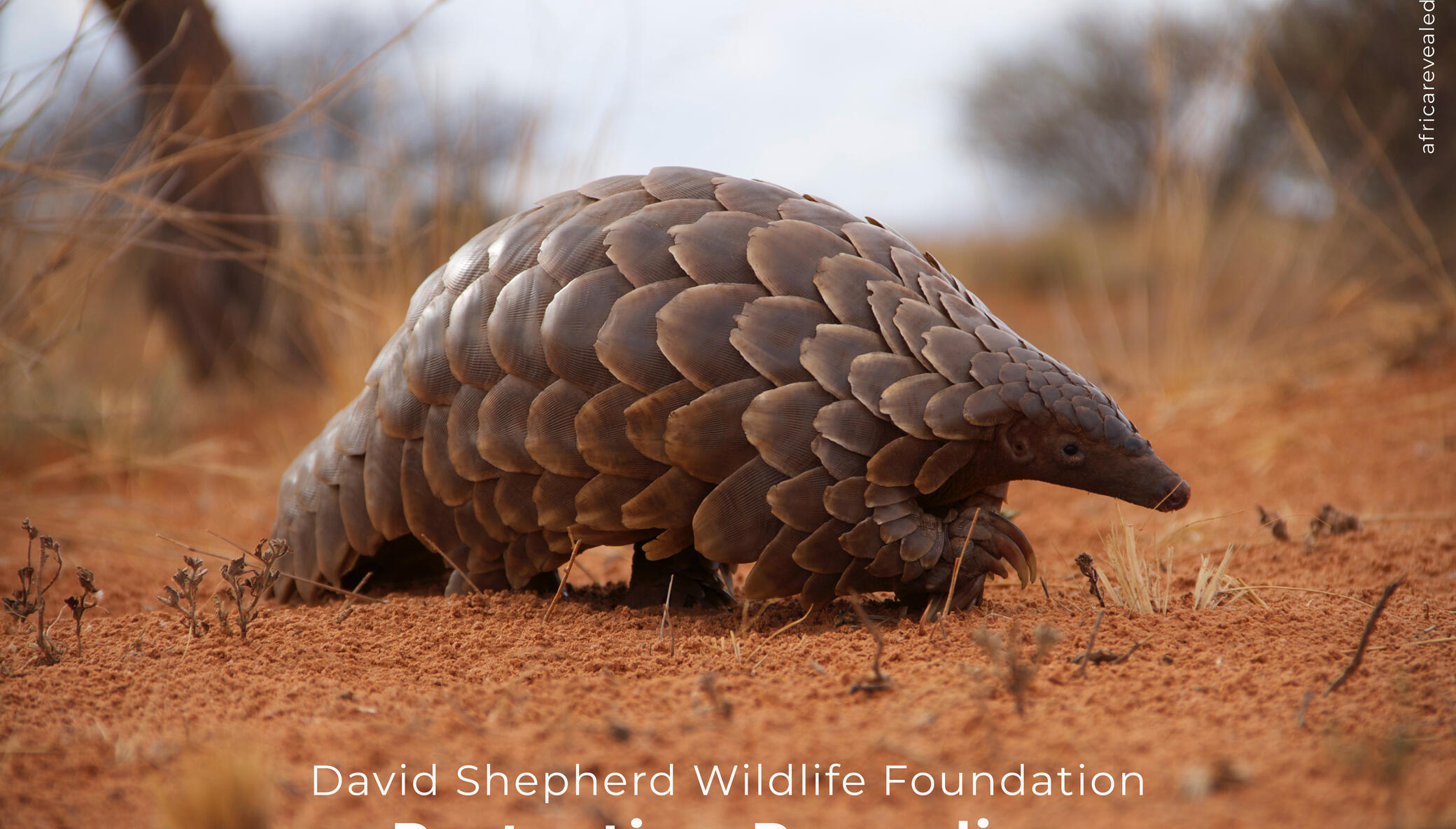 Protecting Pangolins