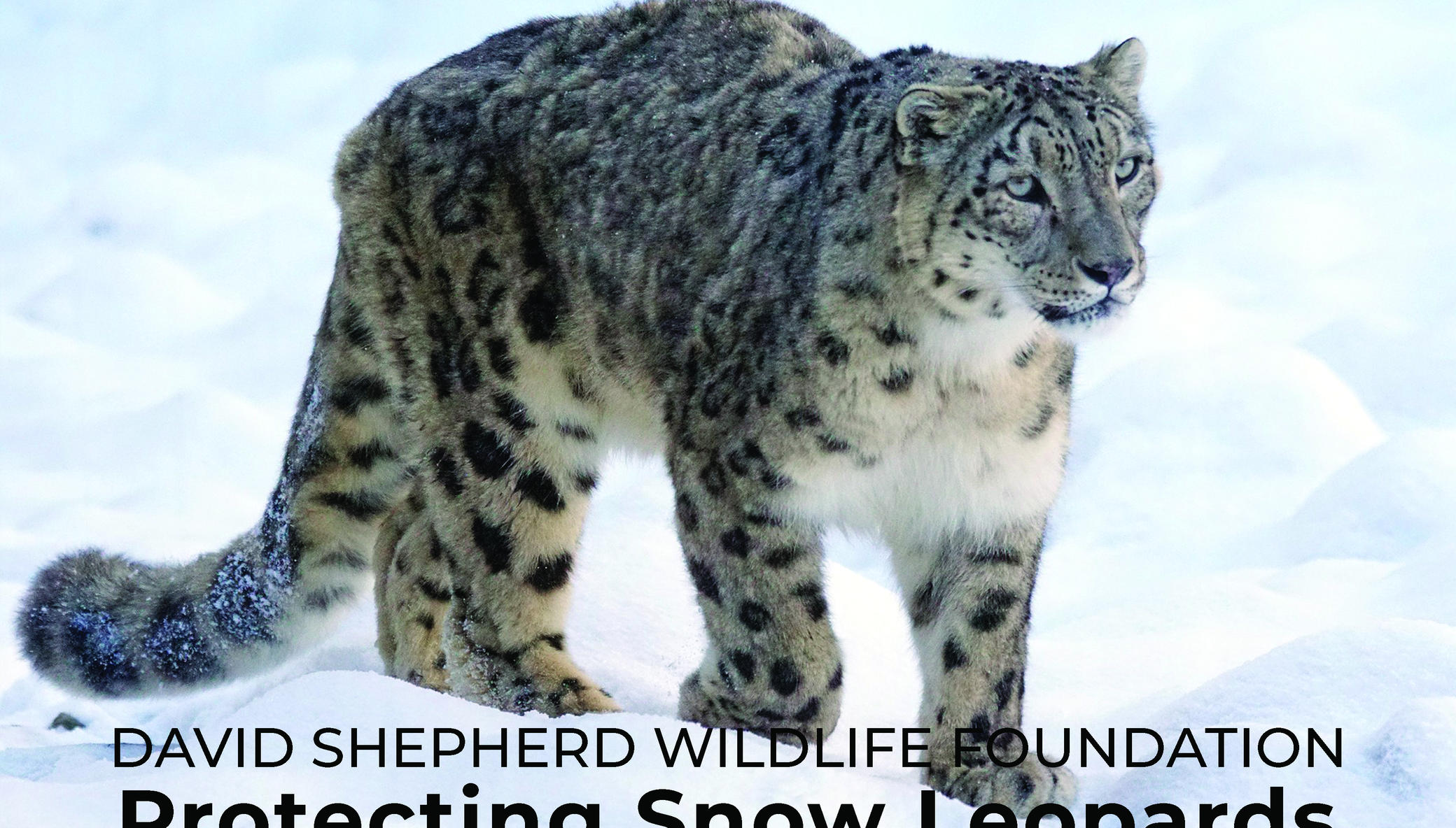 Protecting Snow Leopards