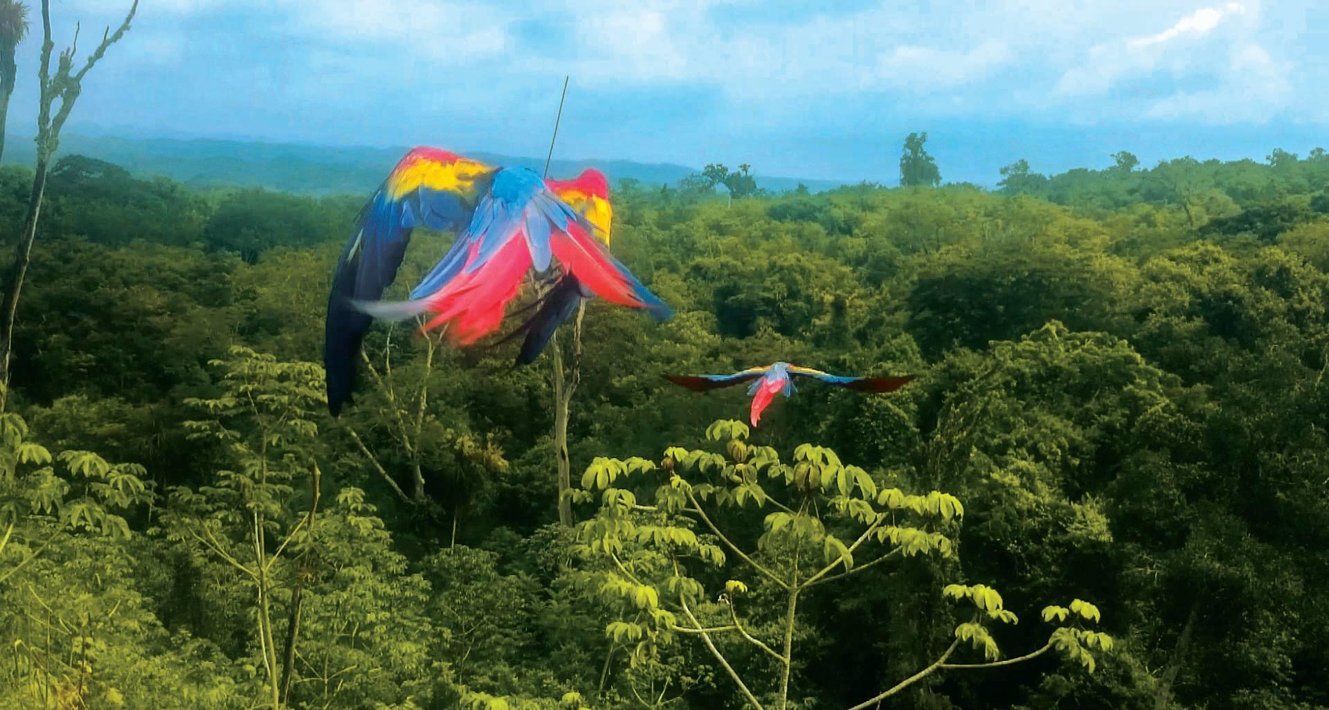 Rescue Endangered Wildlife in Guatemala